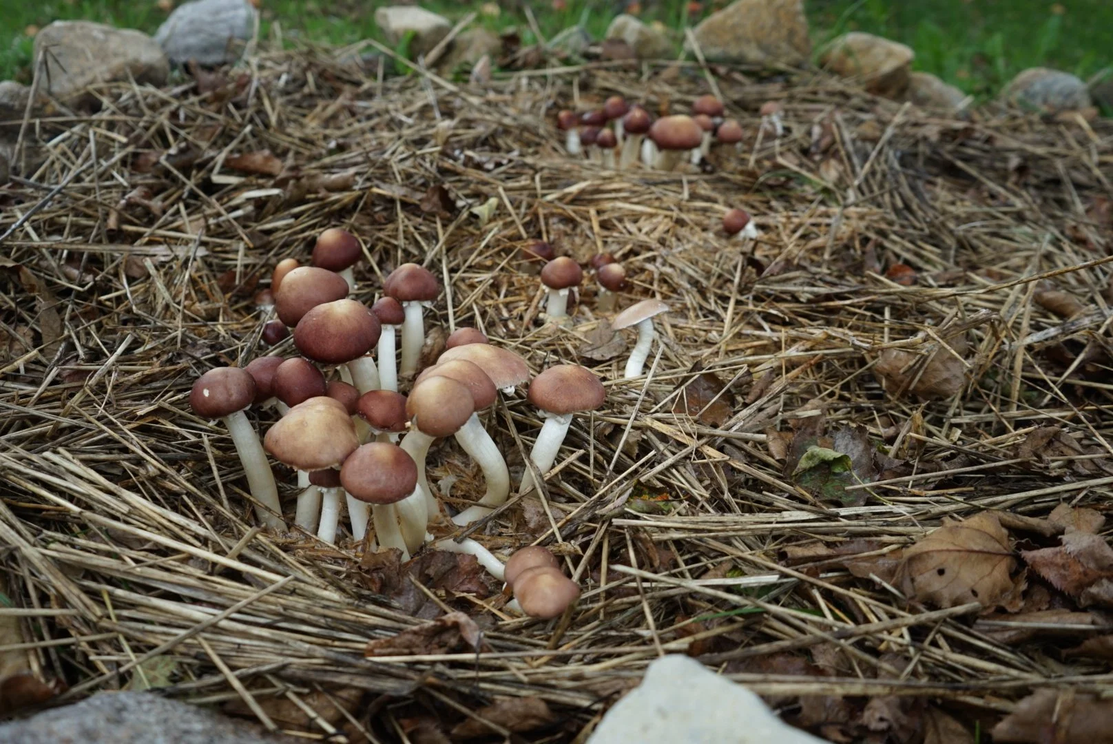 Homegrown Mushroom bed