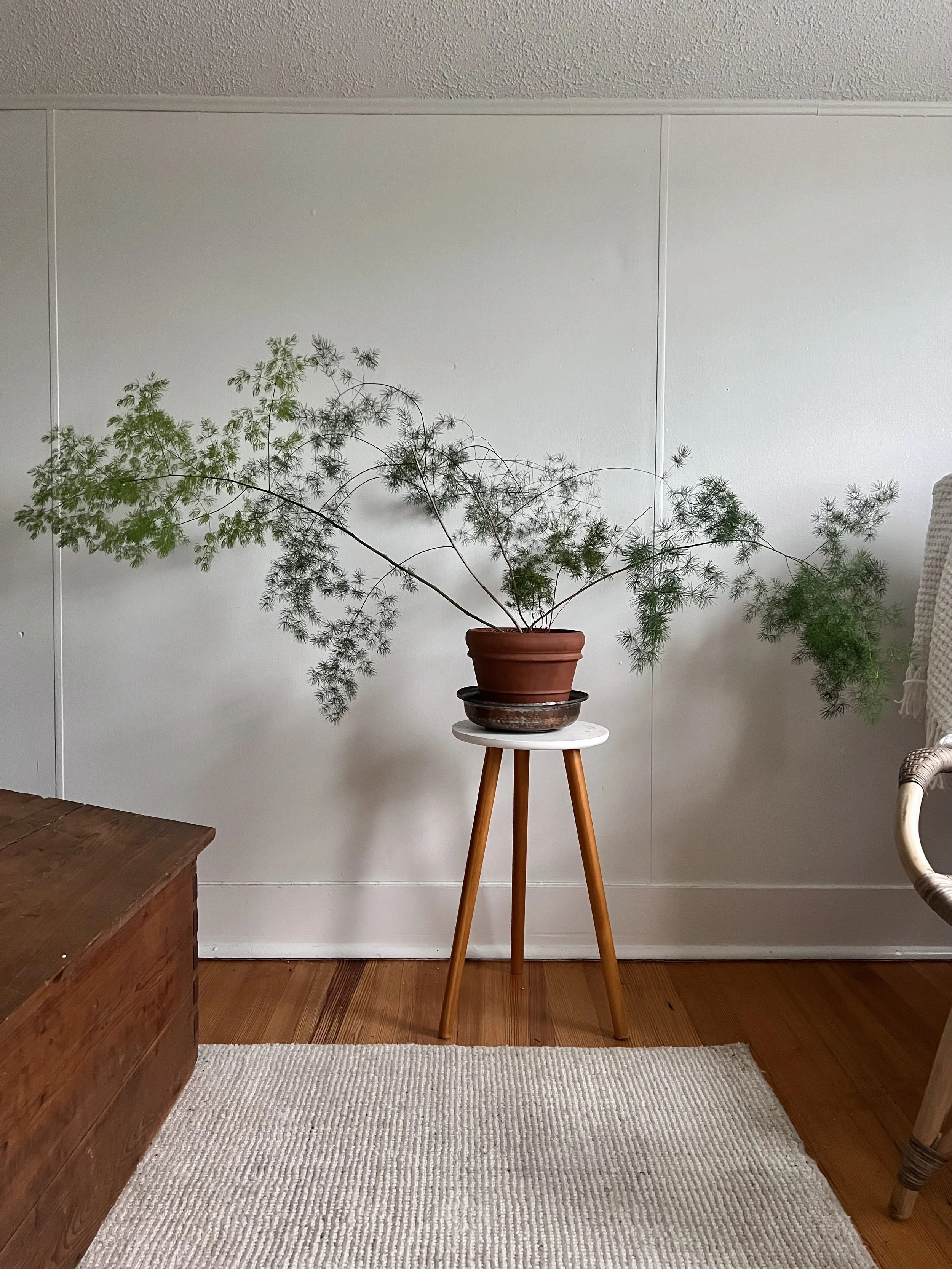 Indoor plant care in Cape Elizabeth Maine