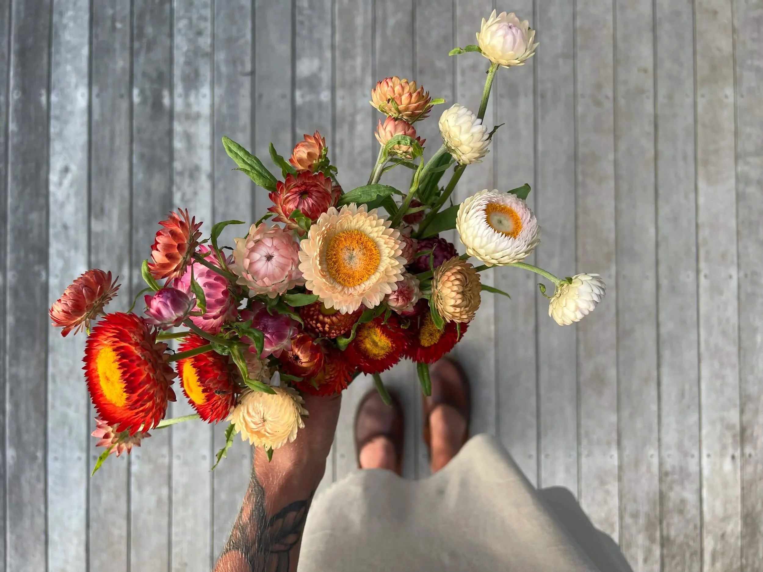 strawflower bouquet in Cape Elizabeth Maine