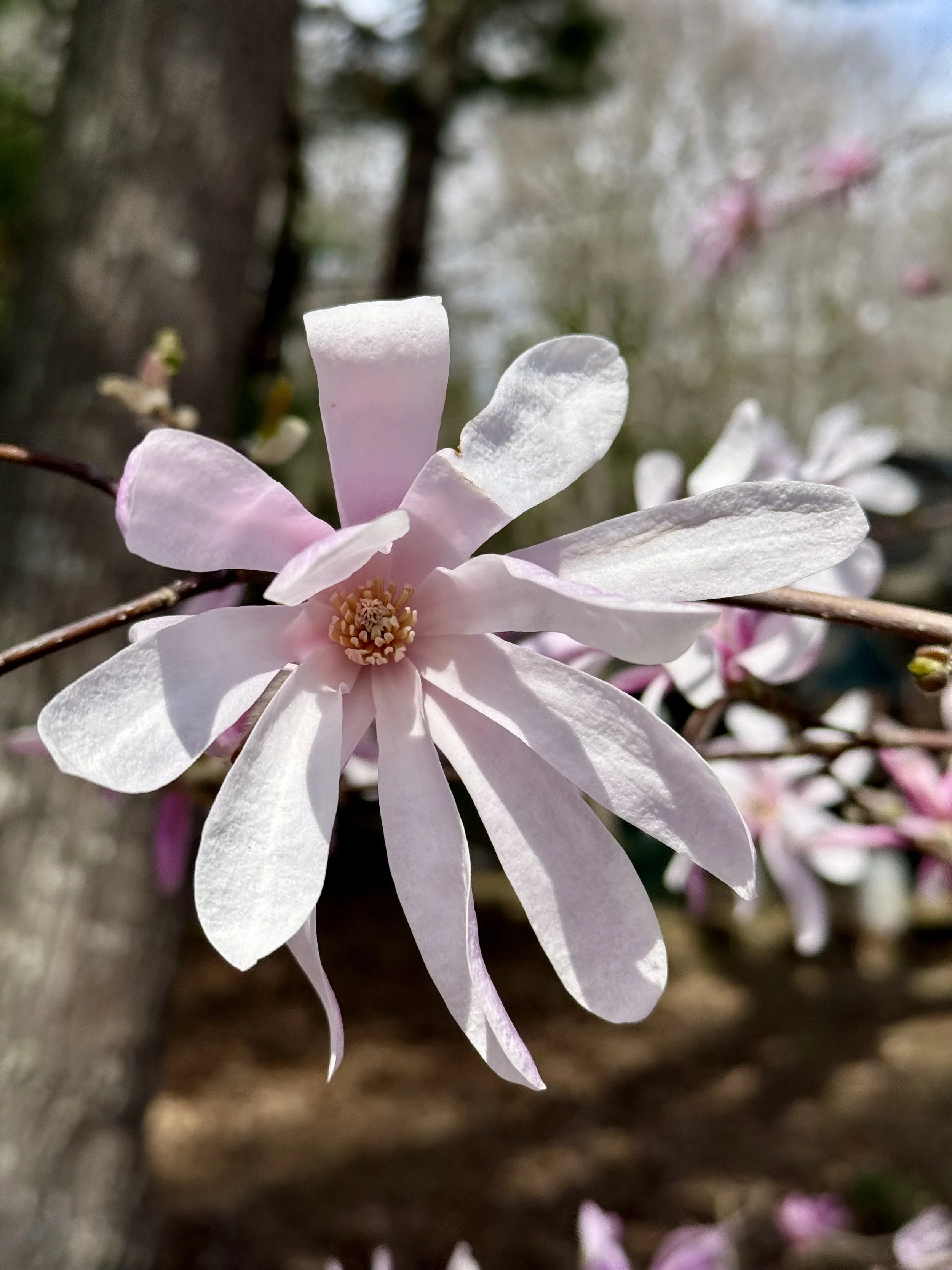 Magnolia Flower in Cape Elizabeth, Maine Garden
