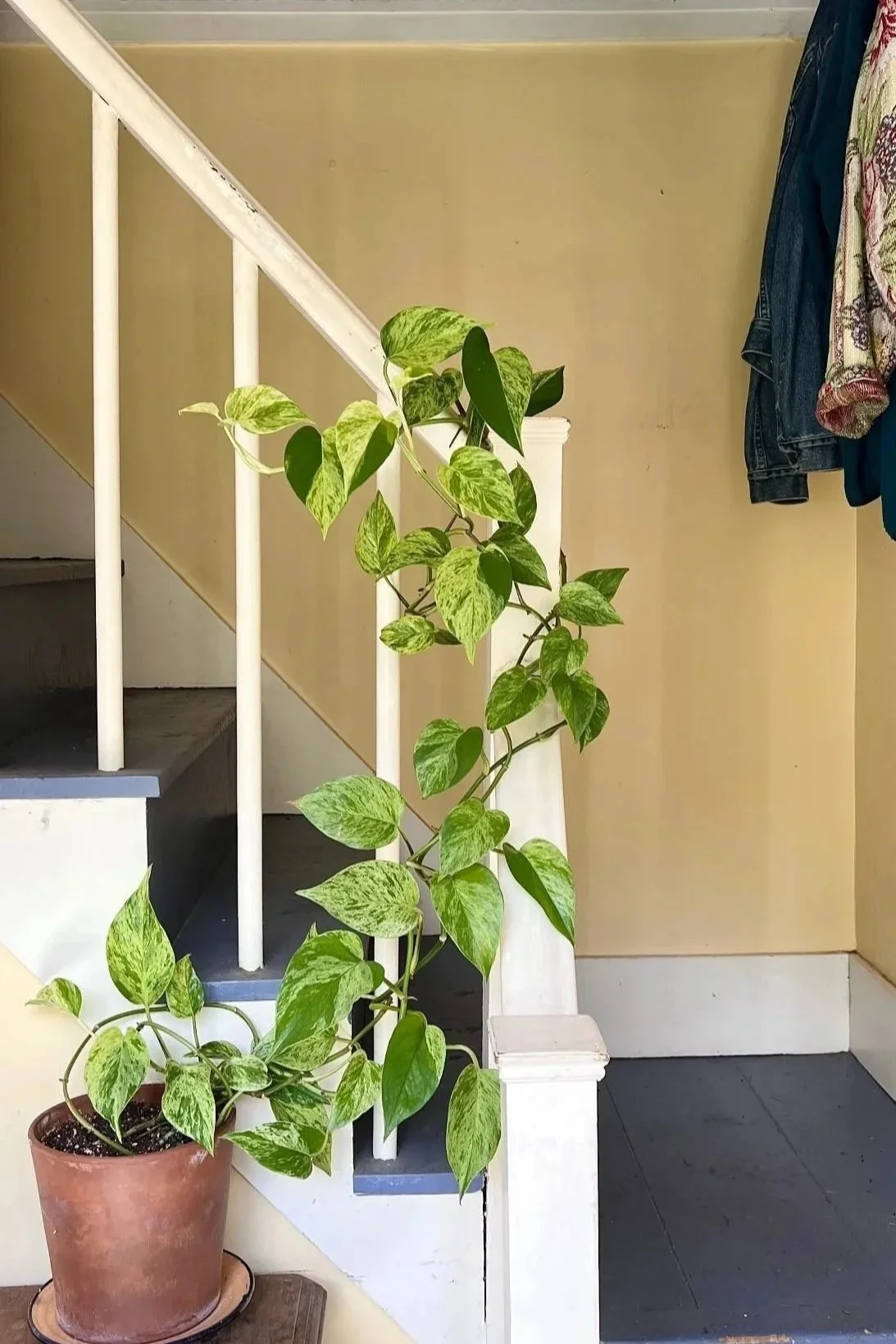 Indoor Houseplant in Coastal Maine