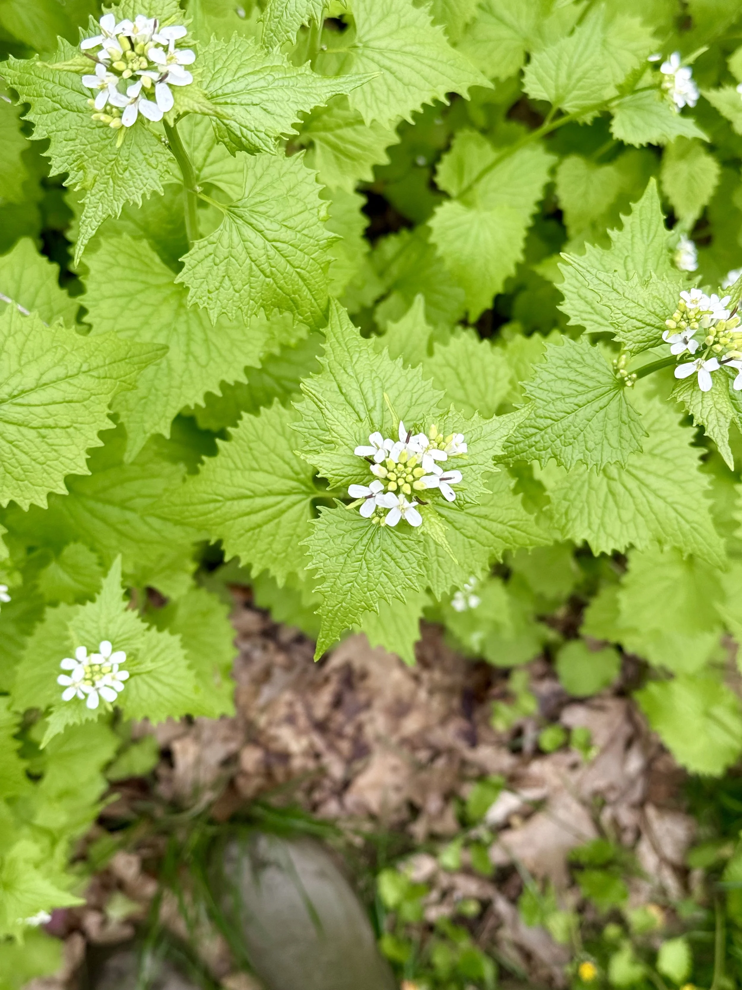 Wild Garlic Mustard plant in Cape Elizabeth, ME