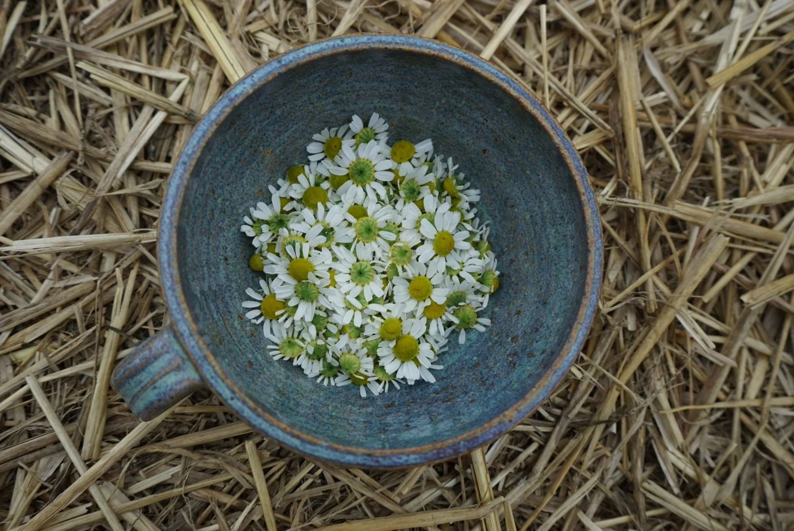 Fresh Chamomile Flowers