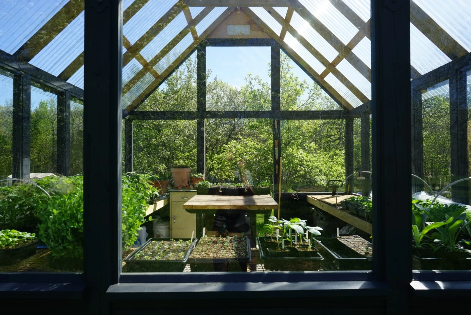 Glass Greenhouse filled with vegetable and plant seedlings