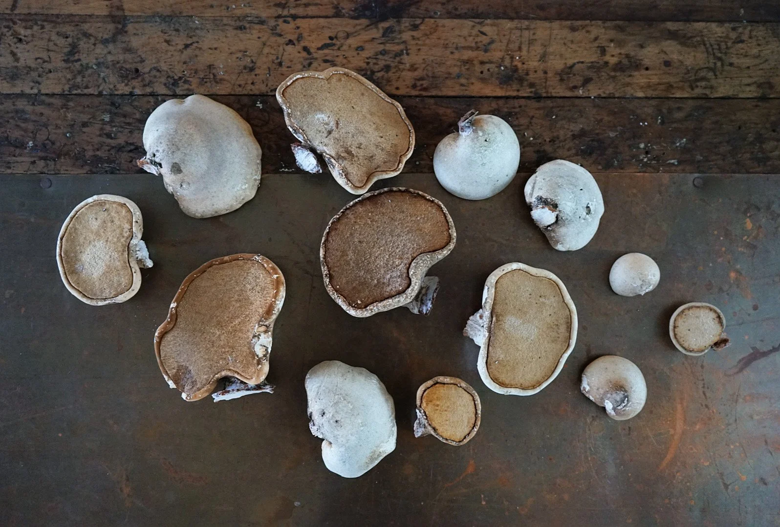 Foraged Birch Polypore Mushroom Arrangement