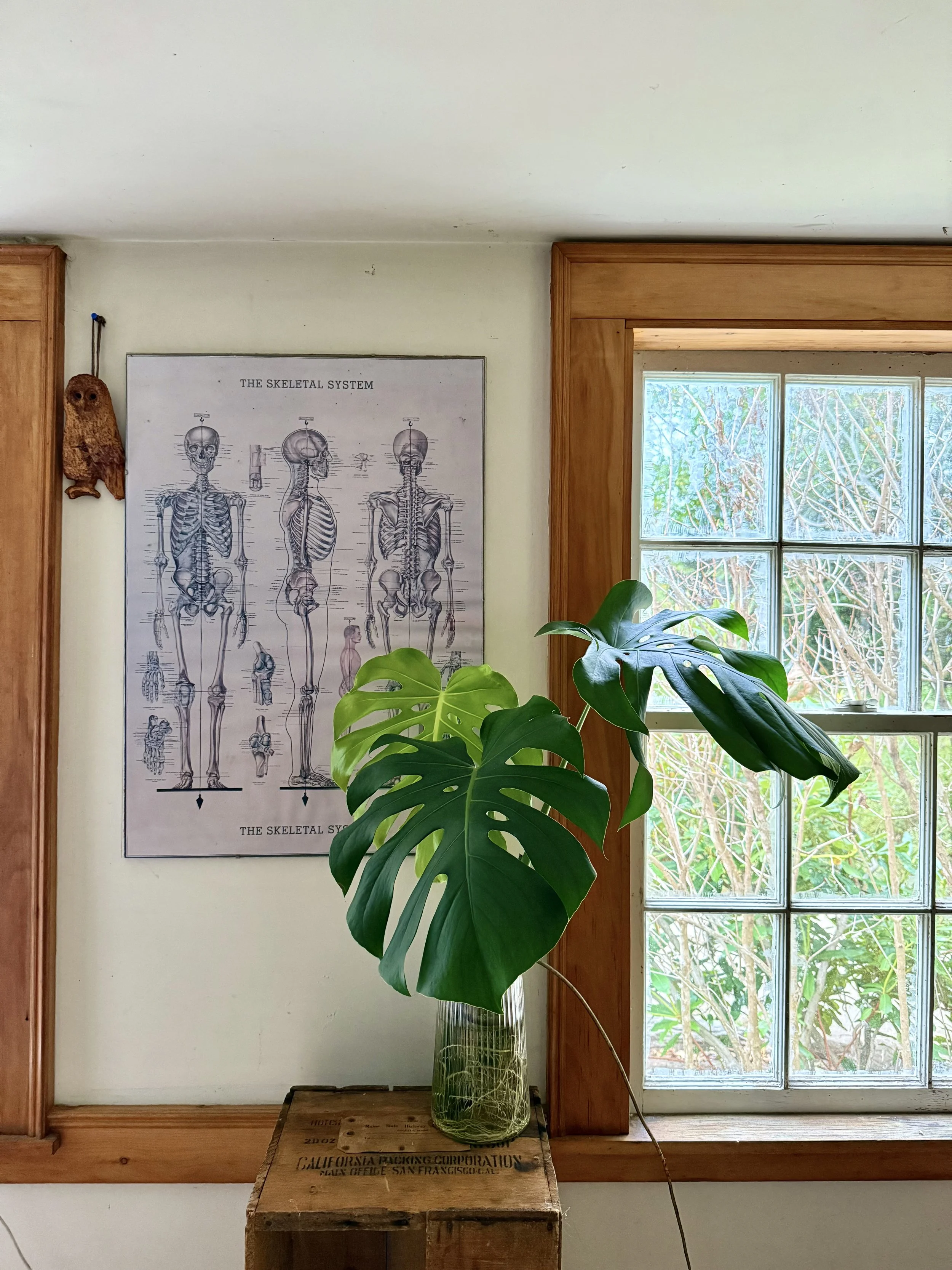 Plant Propagation in Coastal Maine