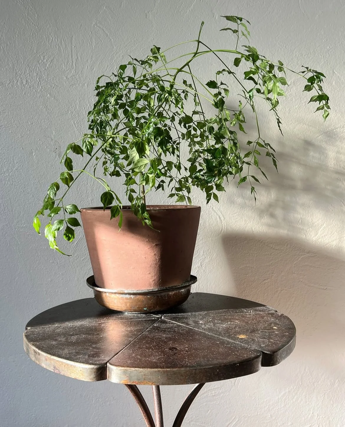 Indoor Plant Care in Coastal Maine