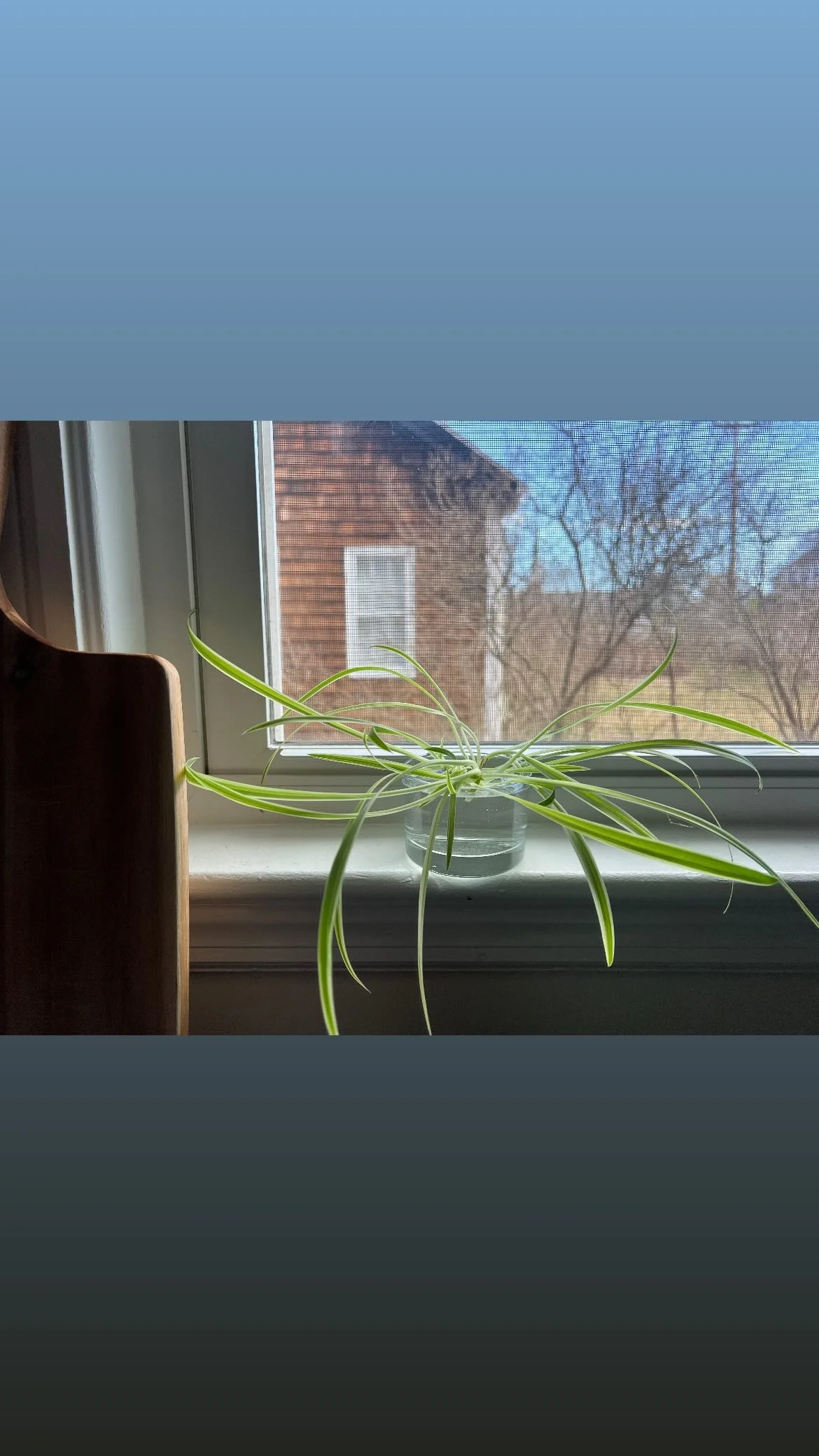 Indoor spider plant propagation cape elizabeth maine