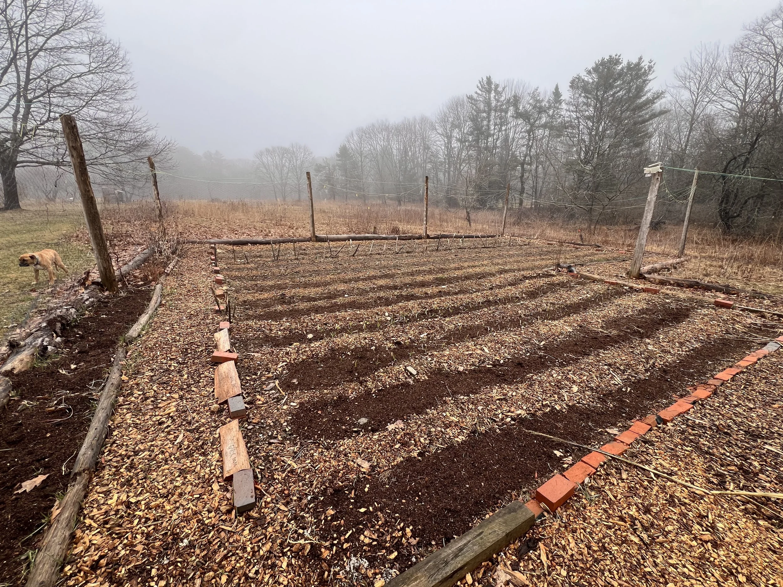 Vegetable Garden Install; pre-planting
