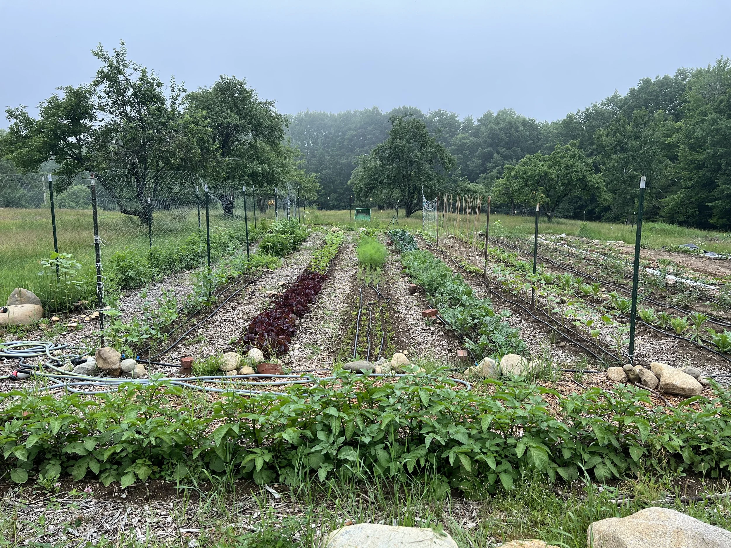 Vegetable Garden Install; after