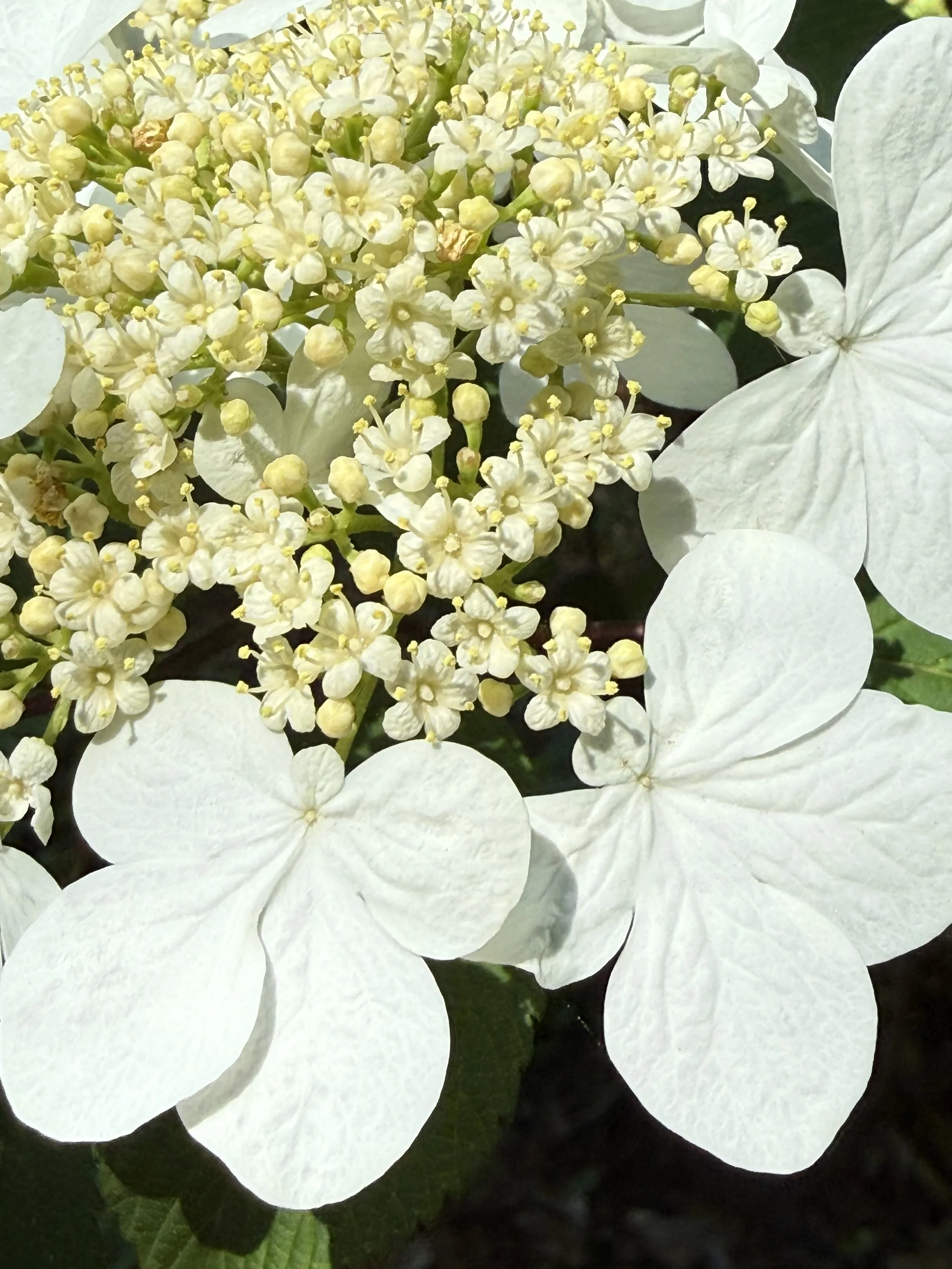 Viburnum in Cape Elizabeth, ME