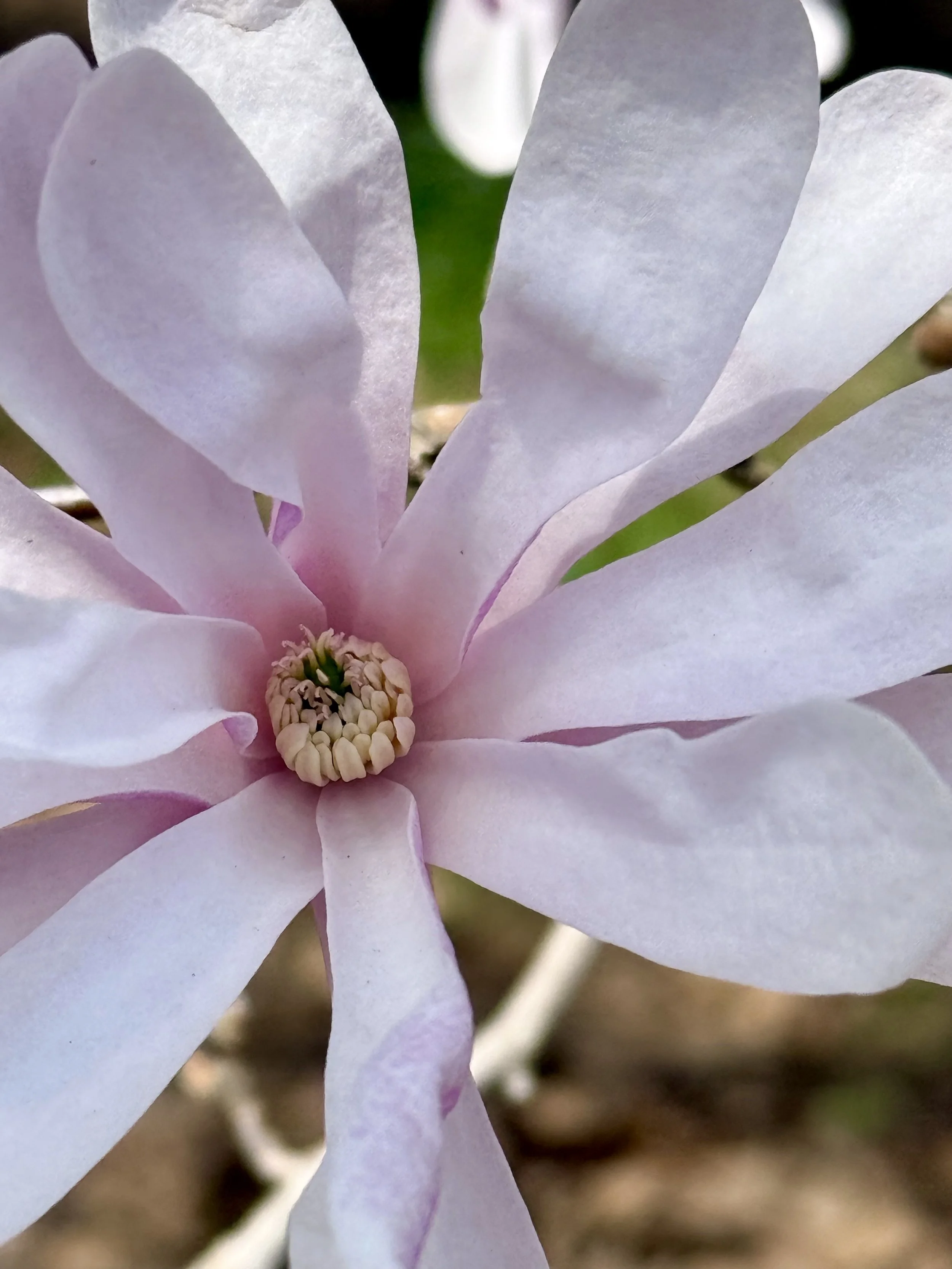 Spring Magnolia bloom in Coastal Cape Elizabeth, Maine
