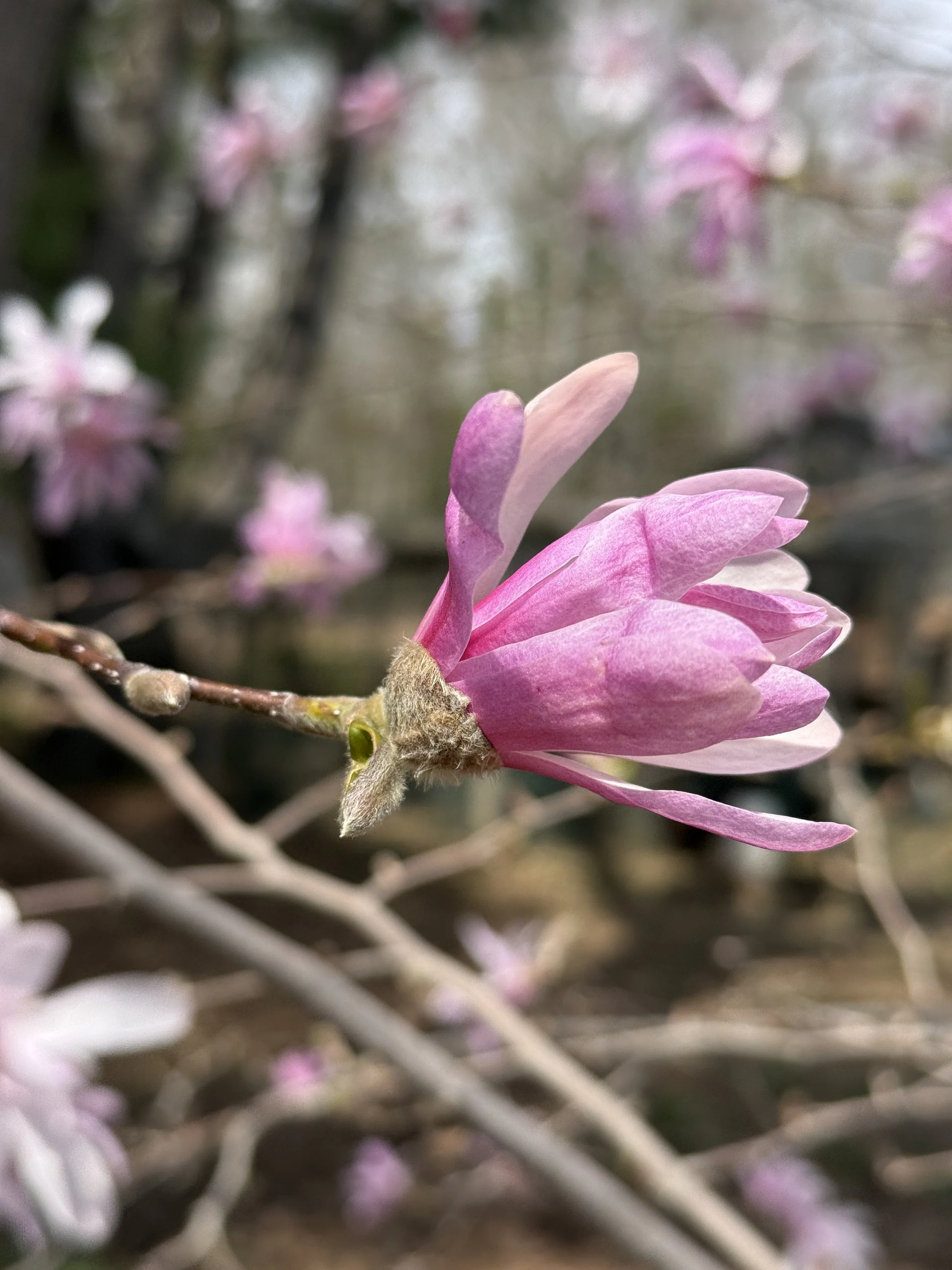 Spring Magnolia in Coastal Cape Elizabeth, Maine