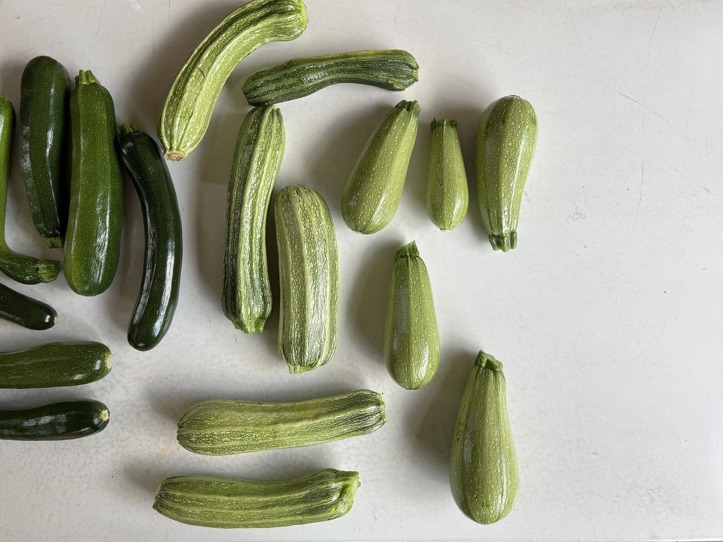 Fresh Zucchini from the Garden