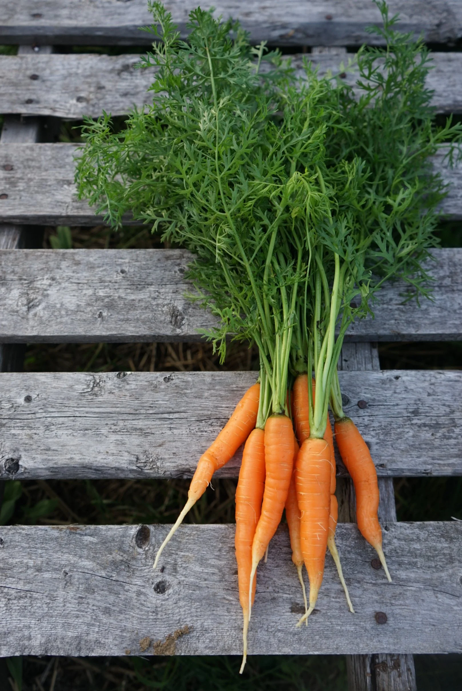 Bunch of Carrots fresh harvest