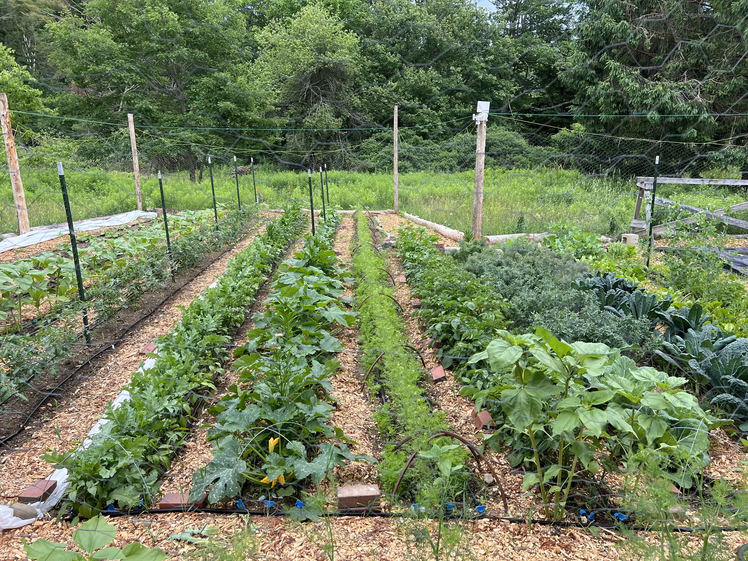 Vegetable Garden Install; after