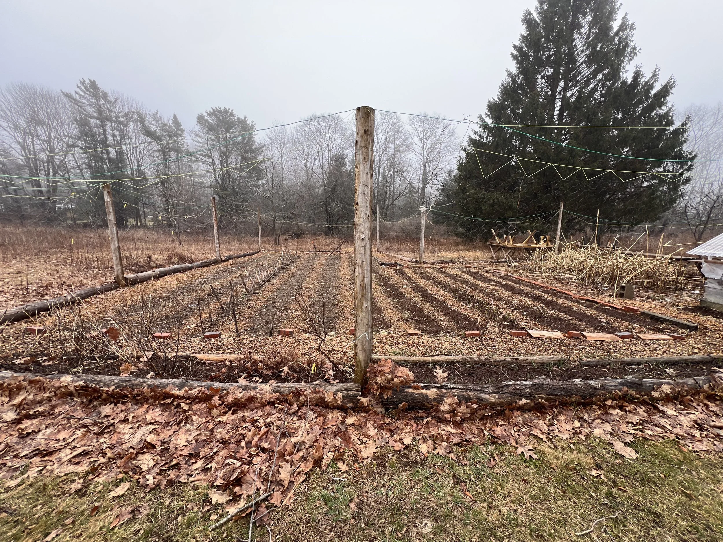 Vegetable Garden Install; pre-planting