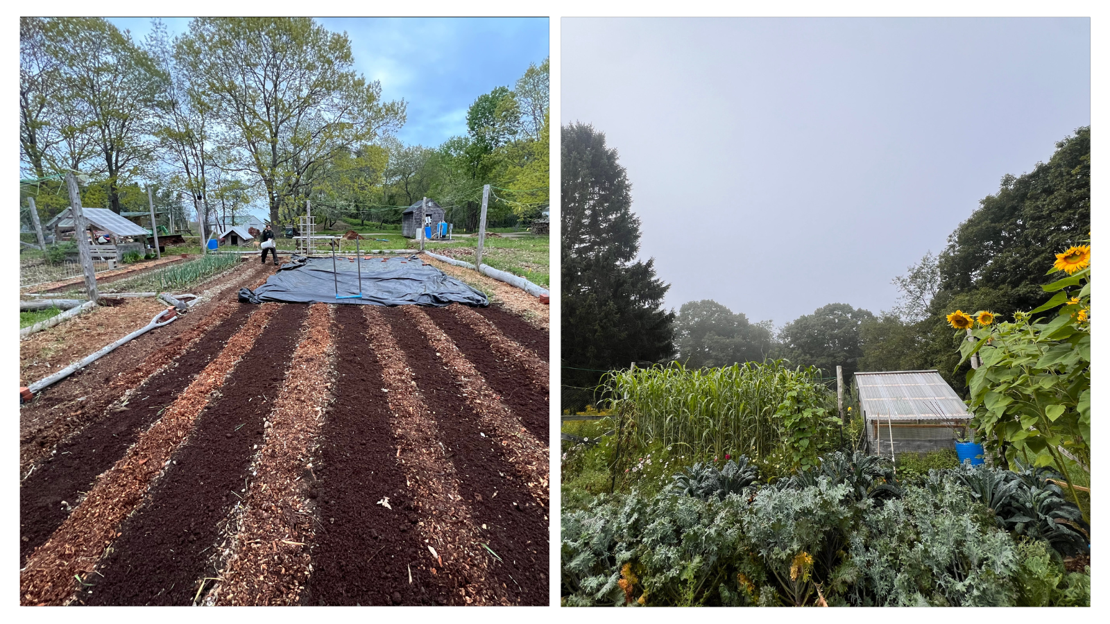 Cape Elizabeth, ME; Vegetable Garden Seeding Before+After