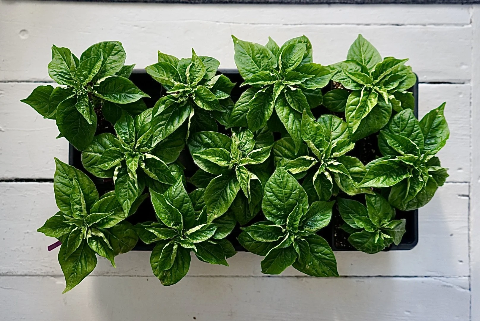 Pepper Seedling Tray