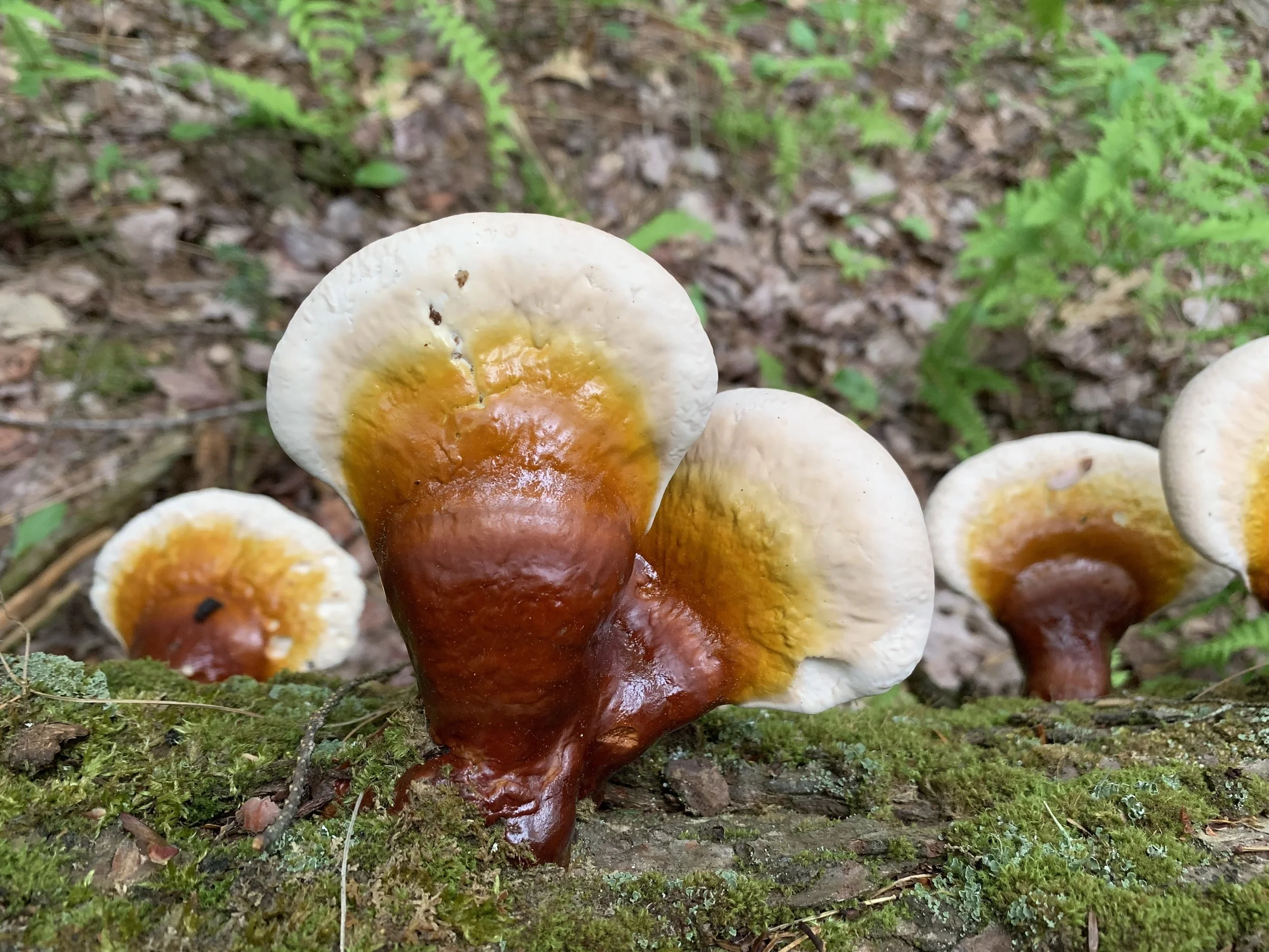 Fresh Reishi Mushroom on a log