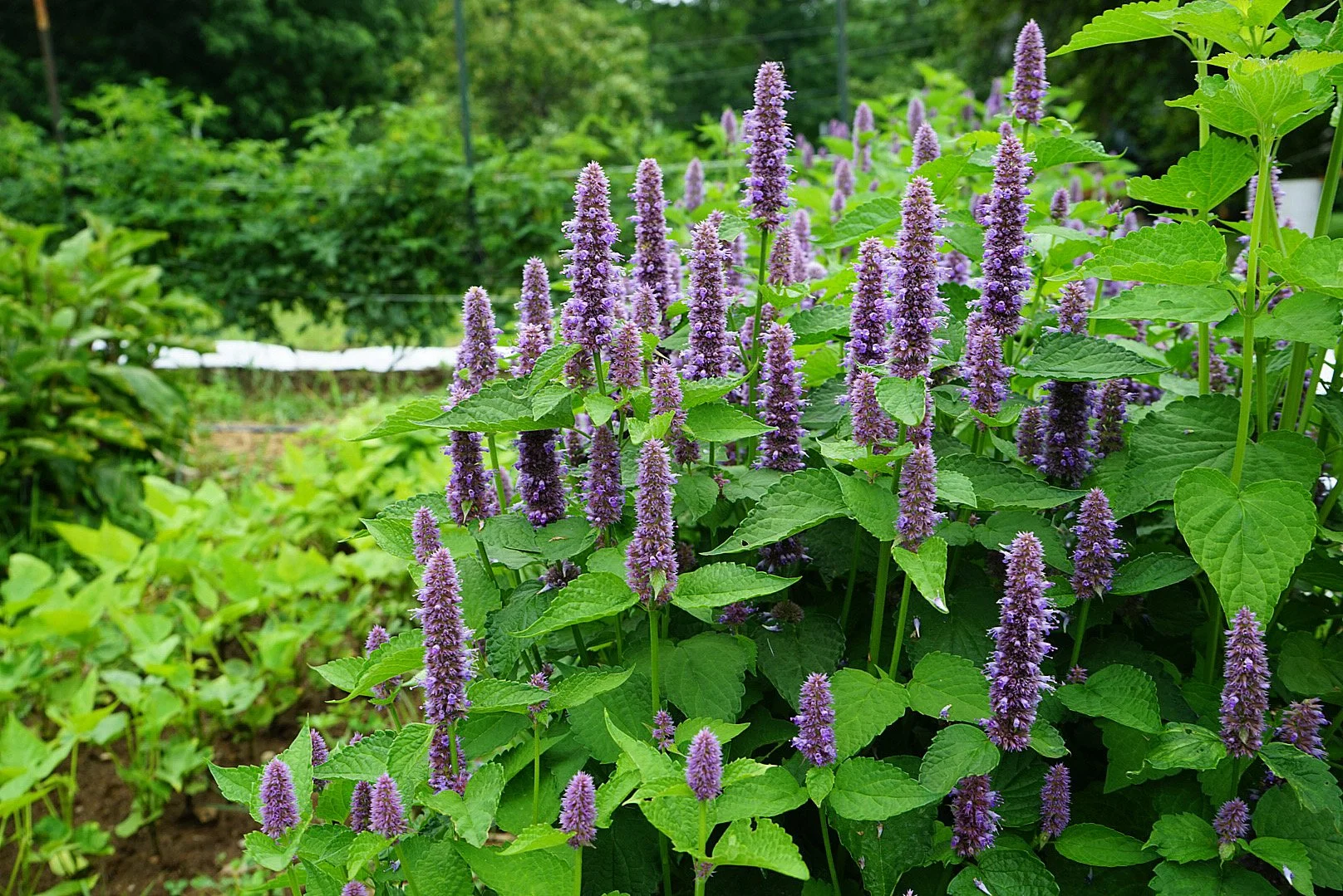 Anise Hyssop Blooms