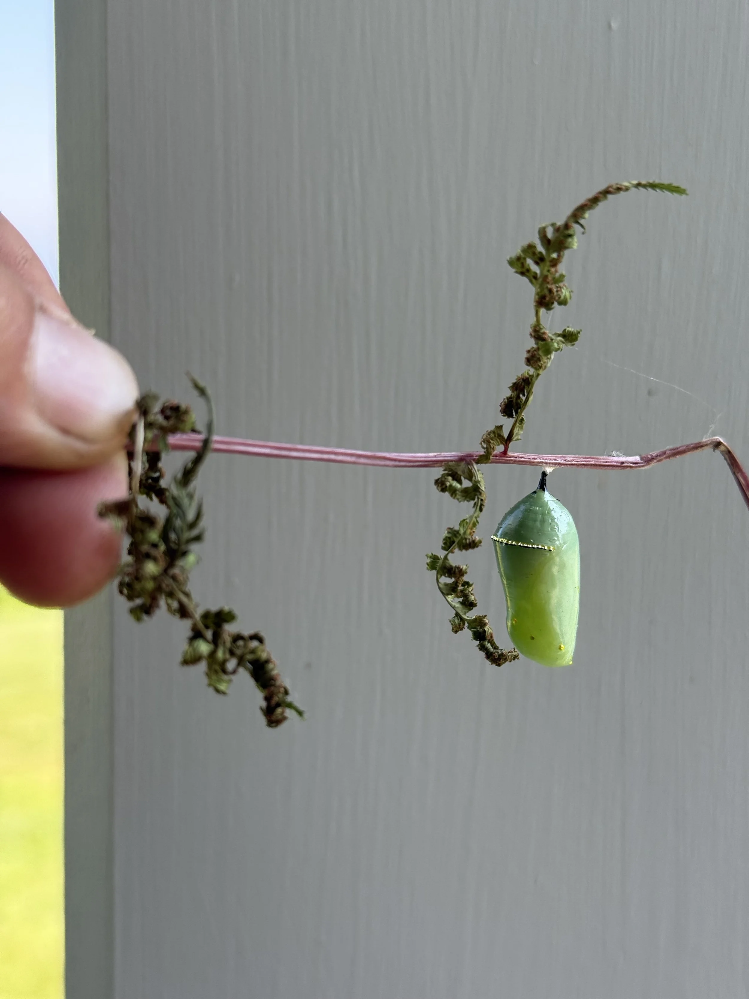 butterfly / chrysalis in Maine