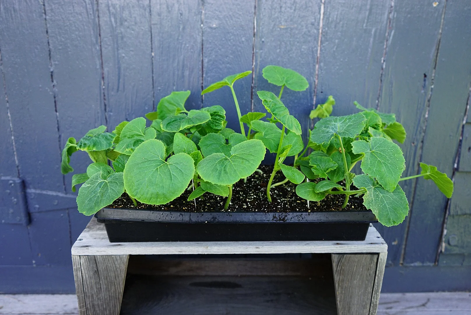 Summer Squash Seedlings