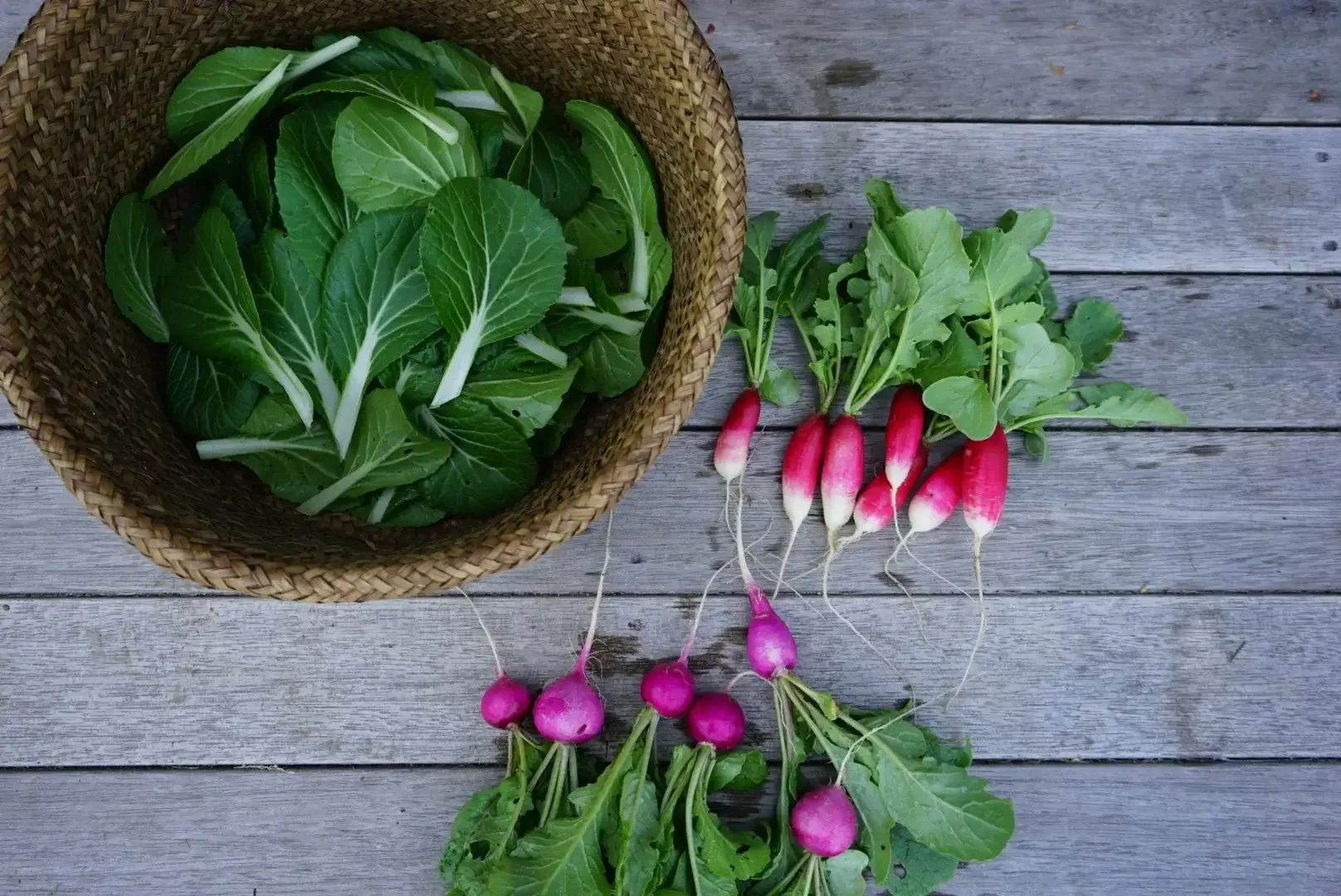 Tatsoi and Radish in Coastal Cape Elizabeth Maine garden
