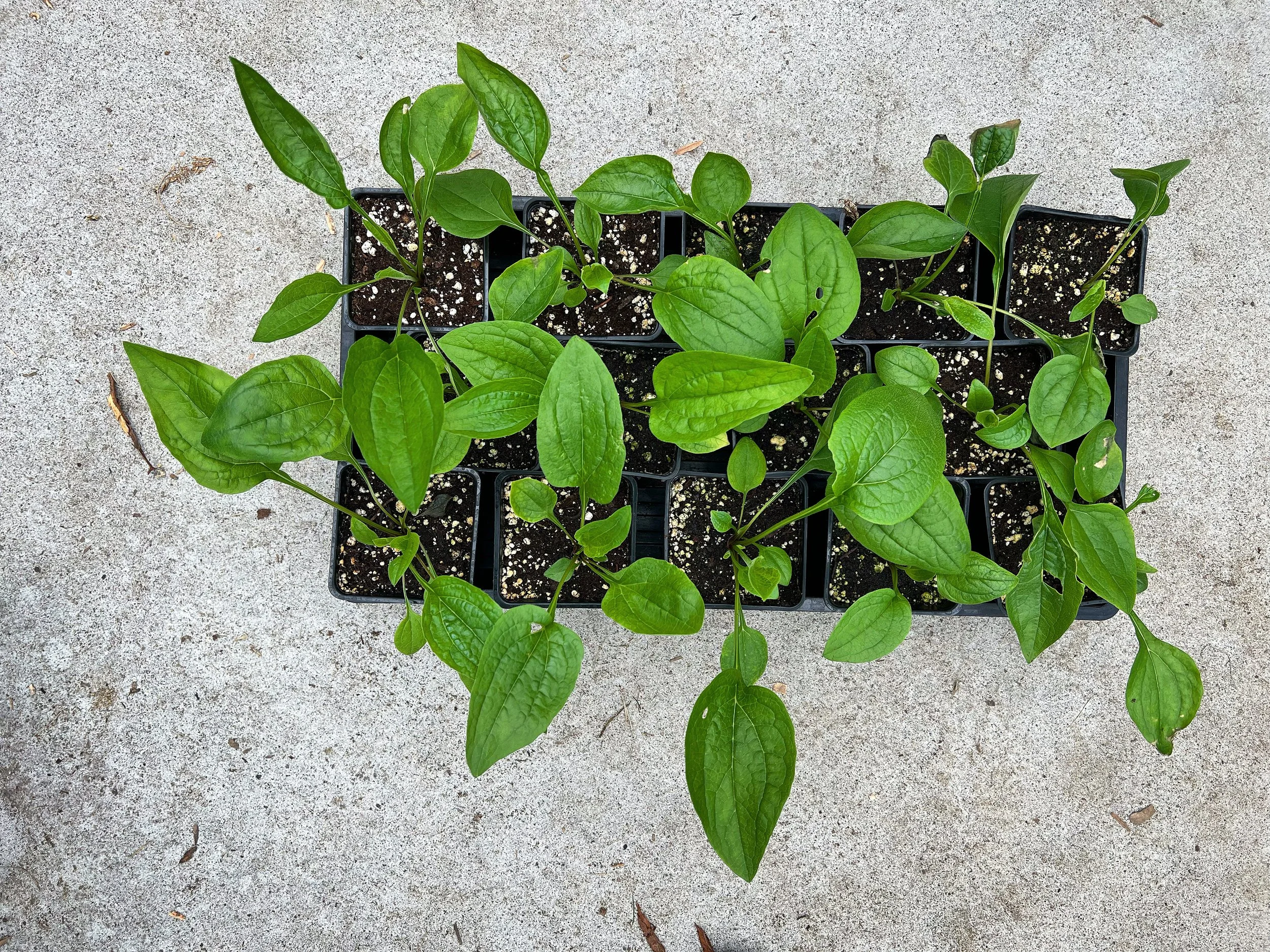 Echinacea seedlings in coastal maine garden