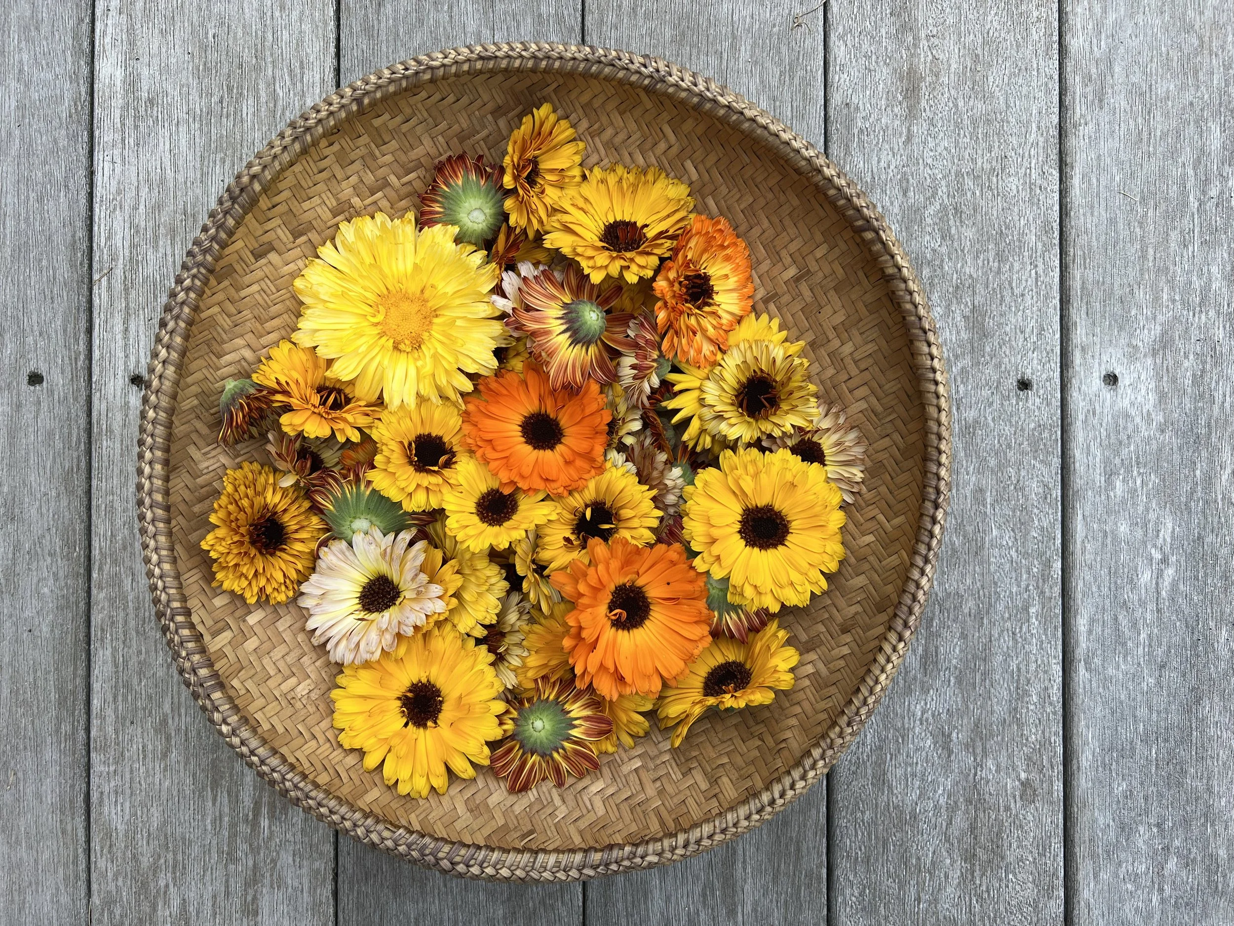 Fresh Calendula Flowers
