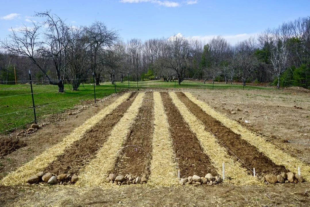 Vegetable Garden Install; pre-planting