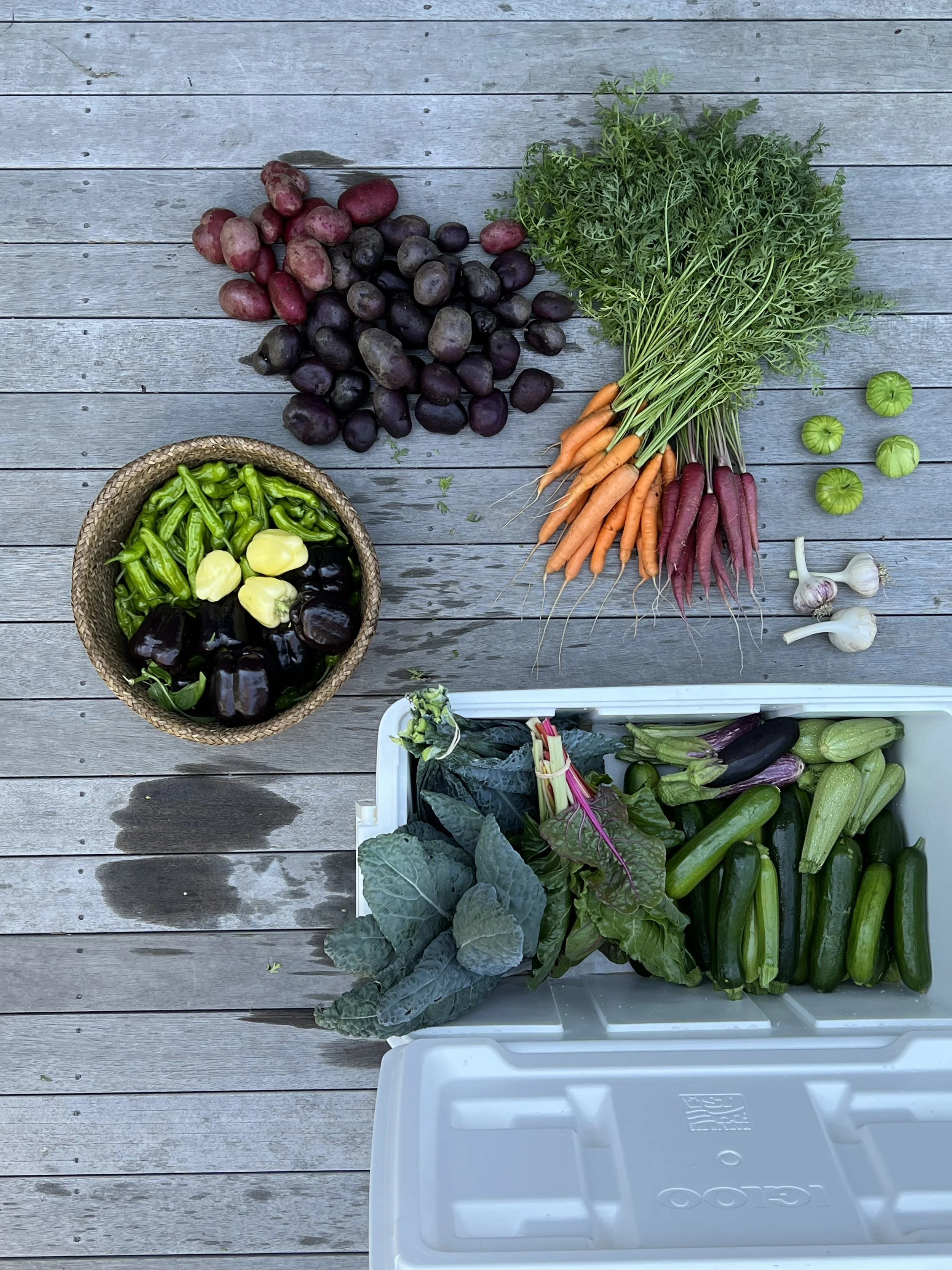 Potatoes, Peppers, Carrots, Tomatillo, Garlic, Kale and Zucchini all Homegrown