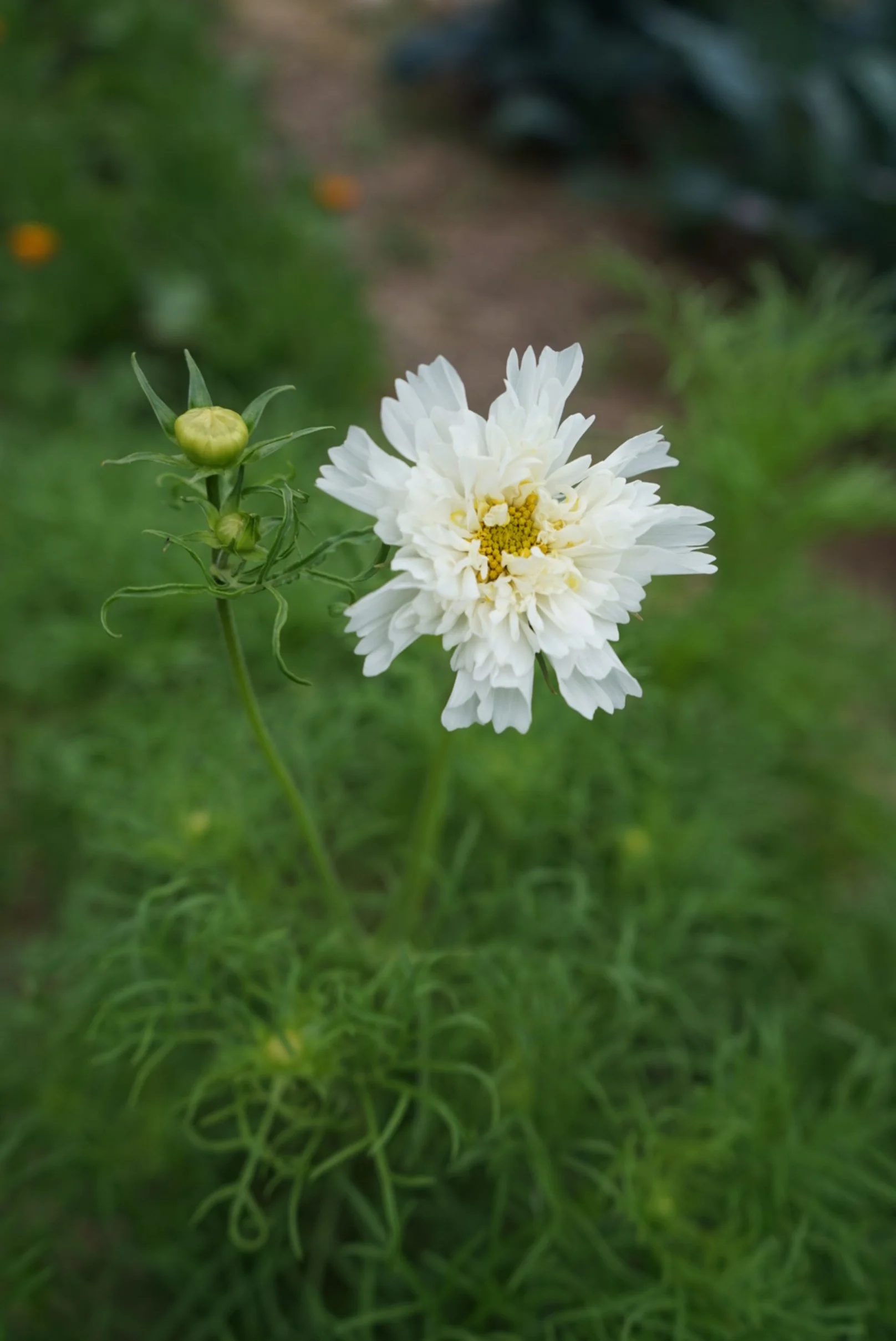 White Zinnia