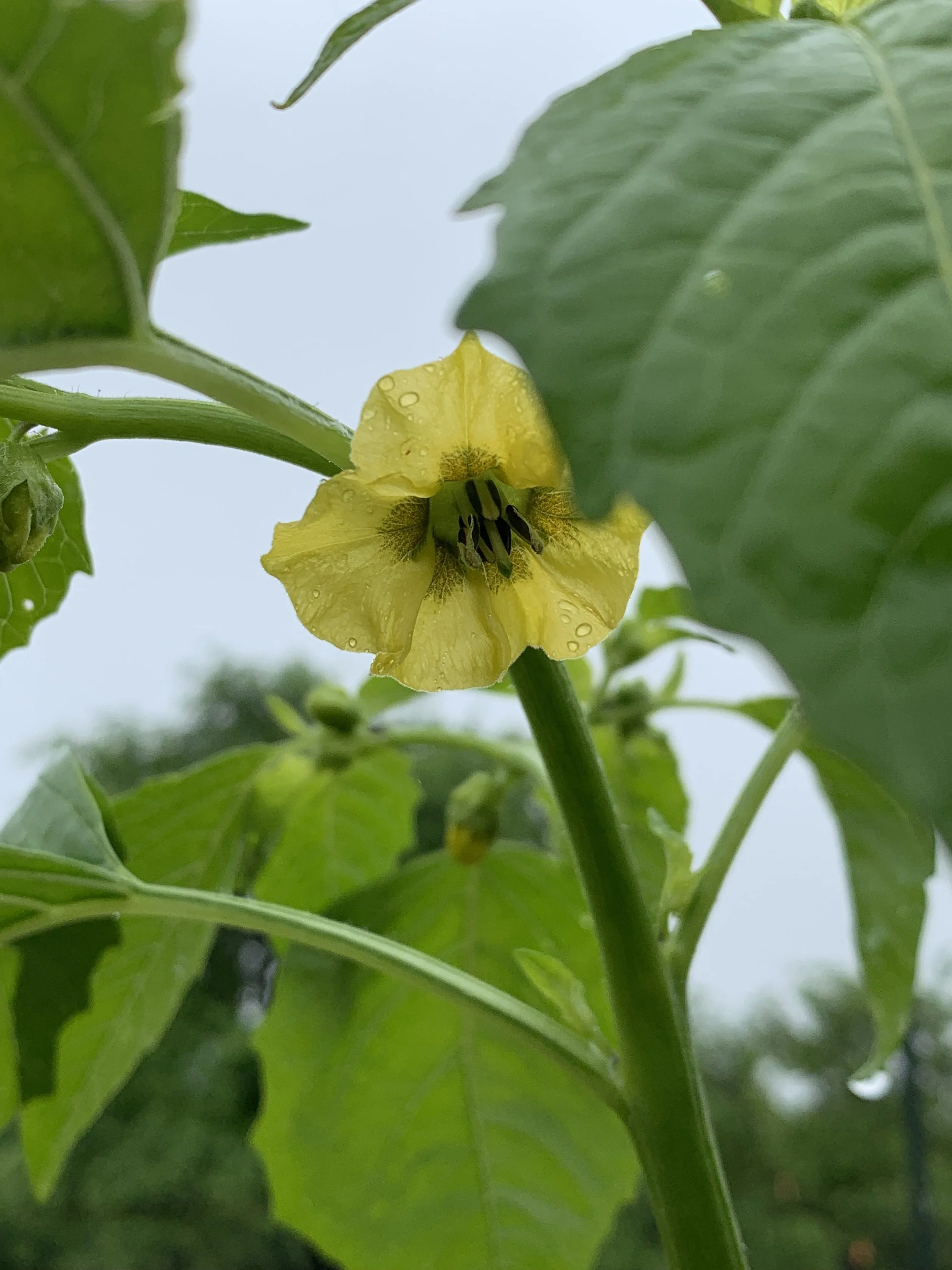 Tomatillo Flowers on the Plant