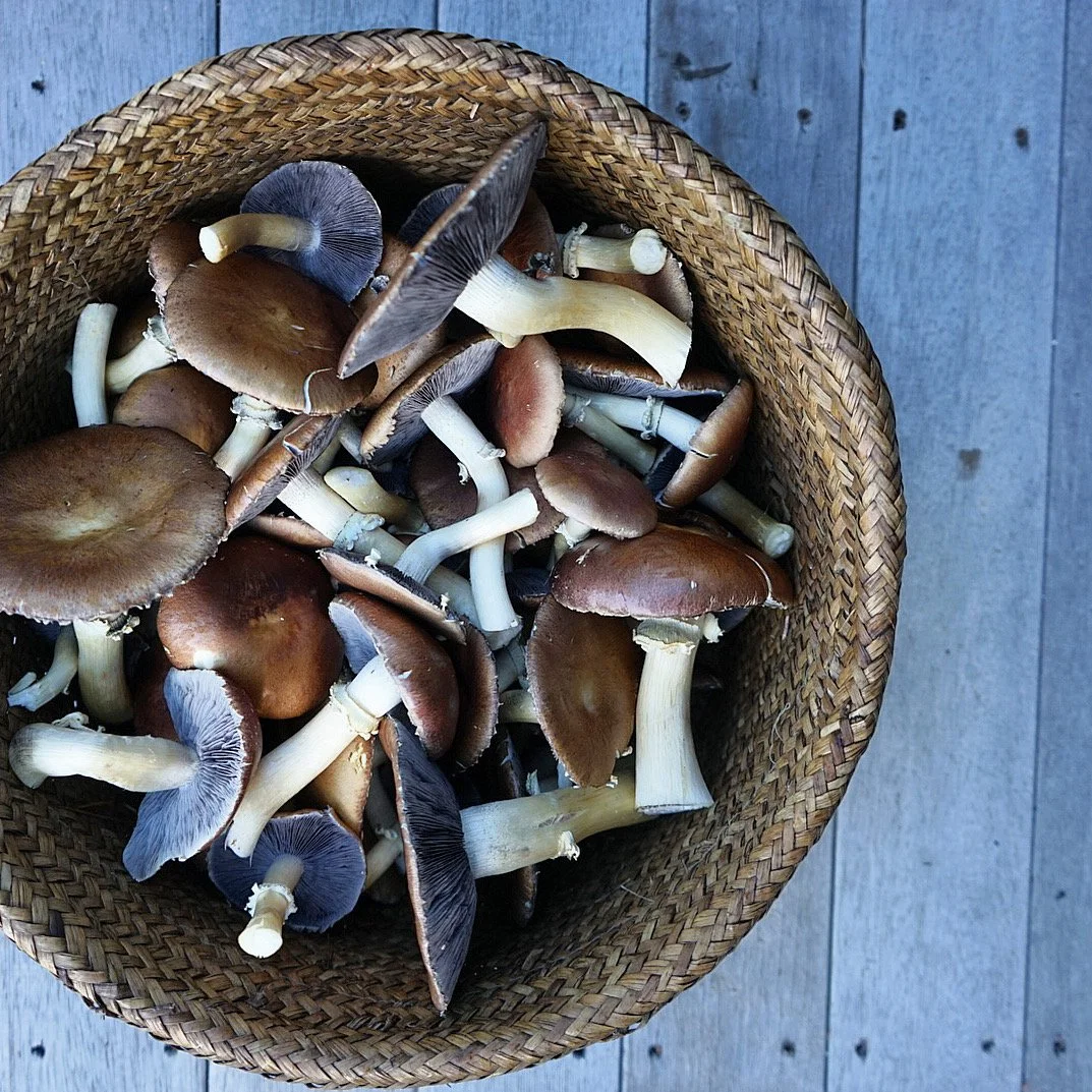 Homegrown Mushrooms in Basket