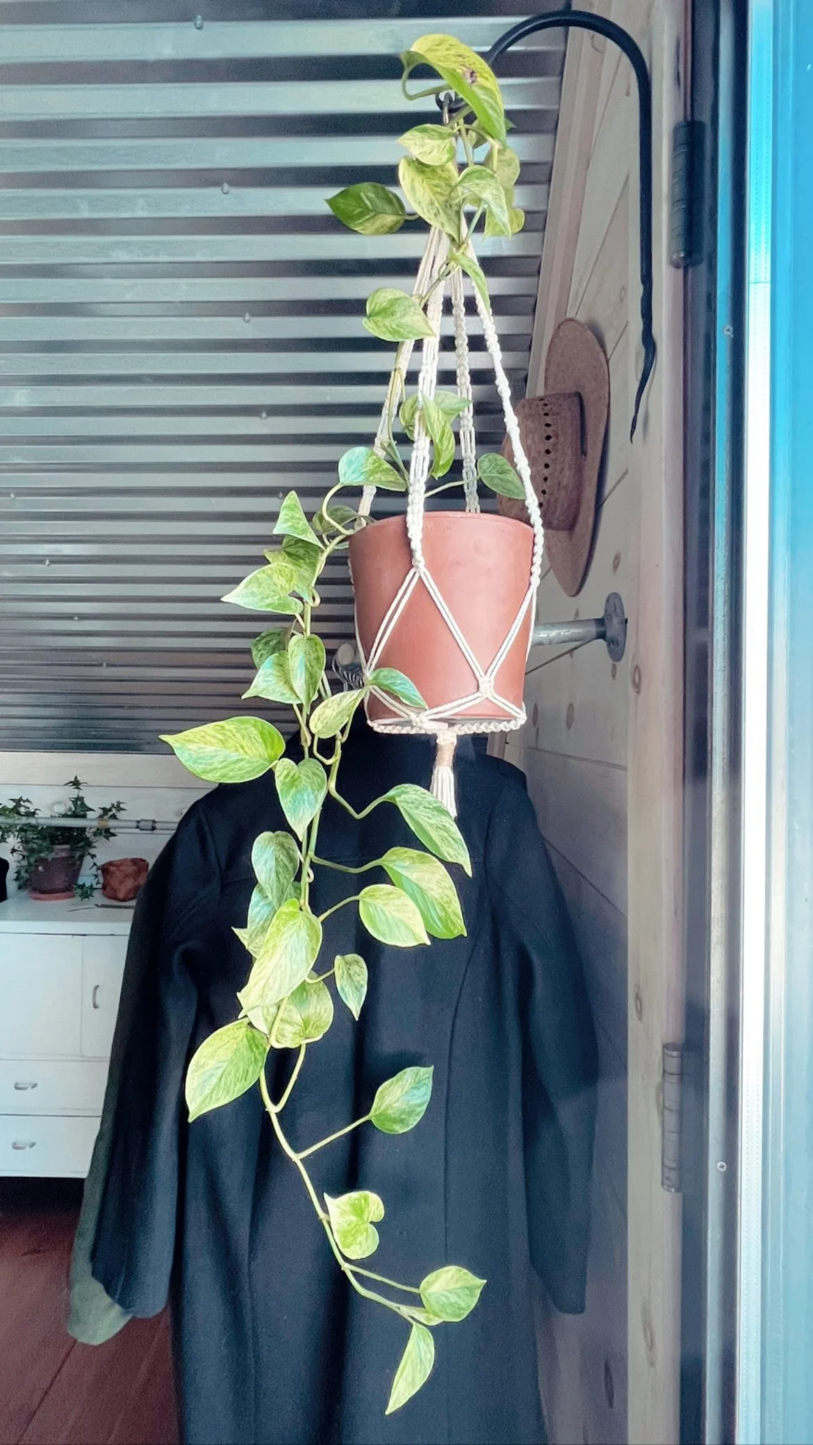 Trailing plant in the sun shining window.