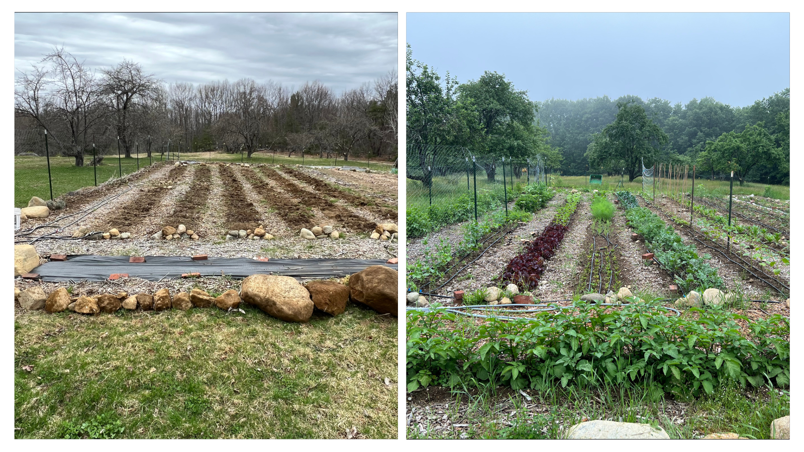 Hollis, ME Vegetable Garden Seeding Before/After