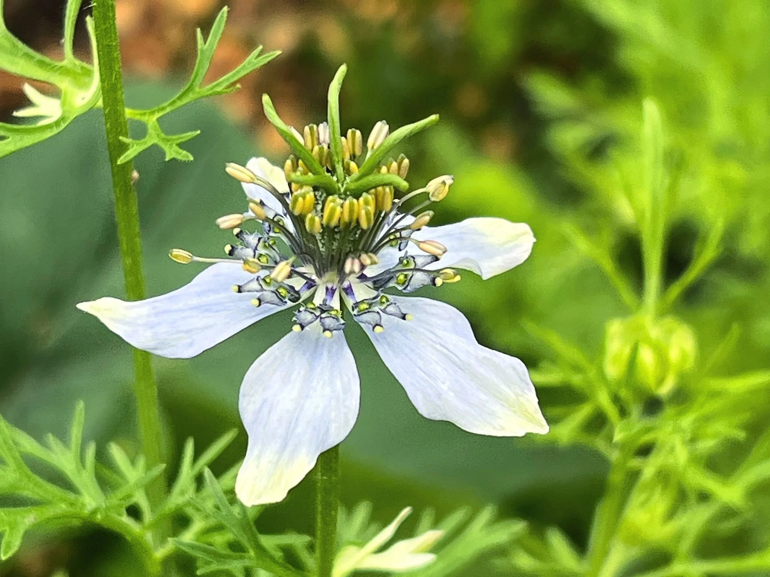 a close up of Nigella seed flower in the garden
