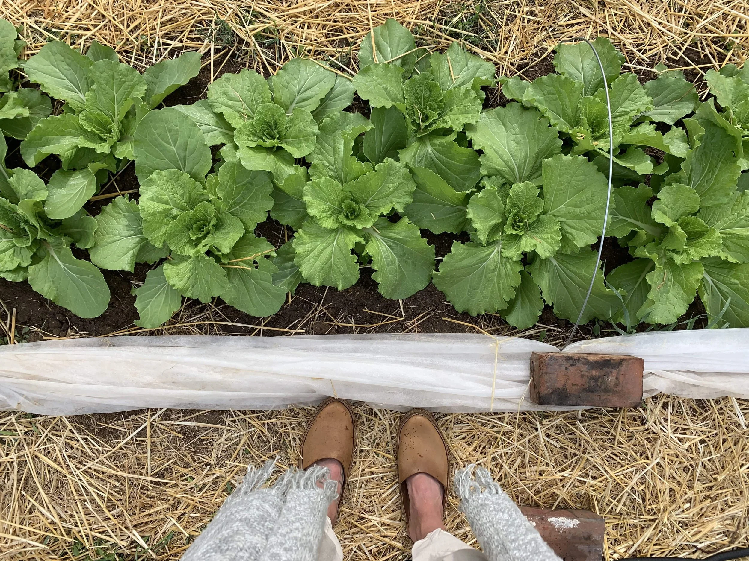 Top-down view of a person standing on straw-covered ground, looking at a row of green leafy plants supported by a thin wire, with a piece of white plastic and bricks at the base of the plants.
