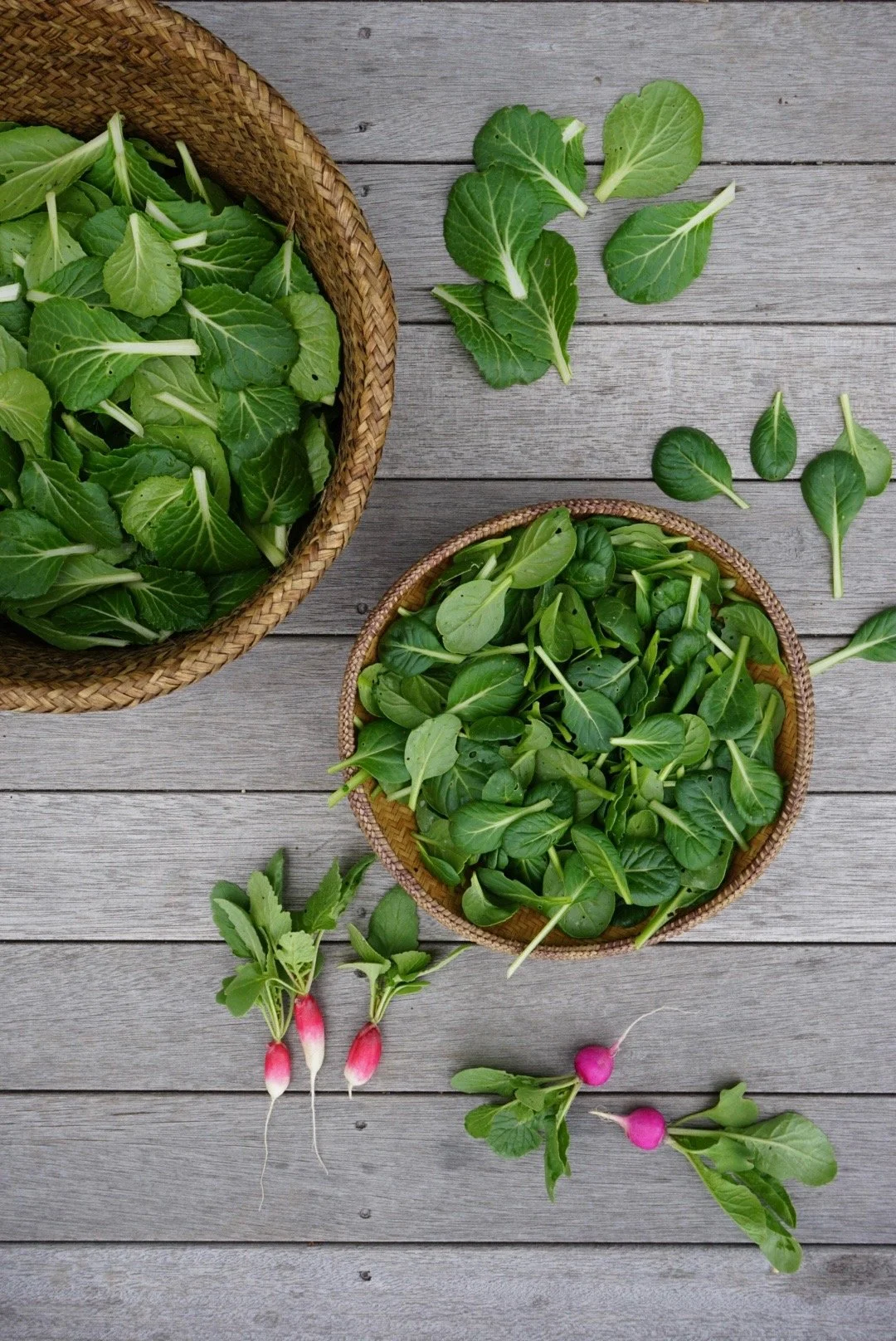 Freshly Harvested Tat Soi and Radishes