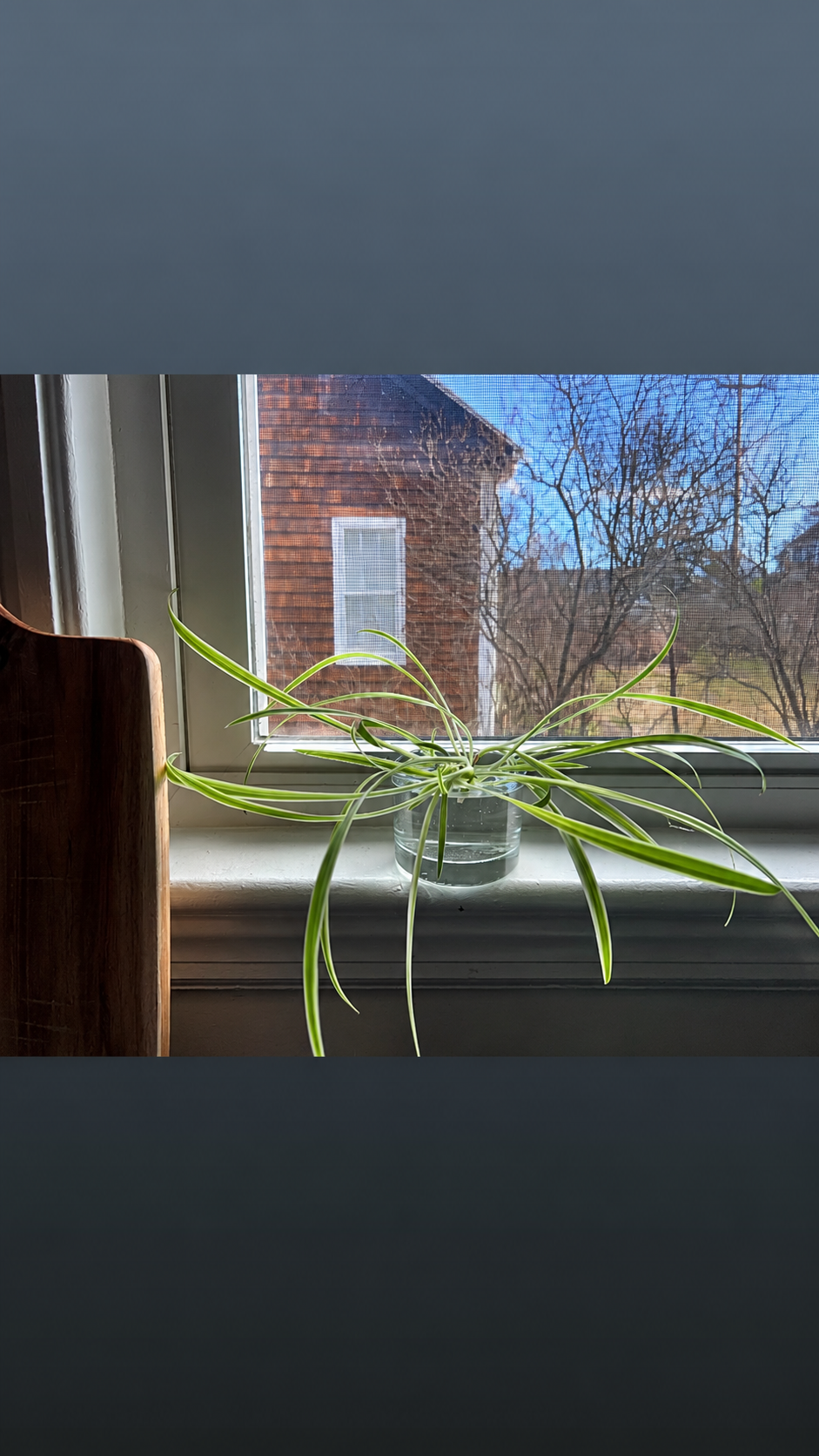 Spider Plant Propagation in Portland Maine