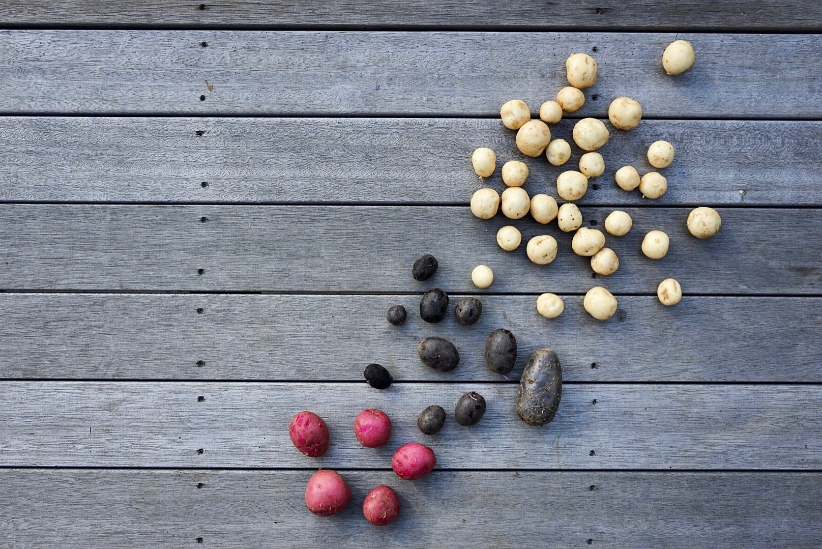 Fresh Potatoes - White, Pink and Blue