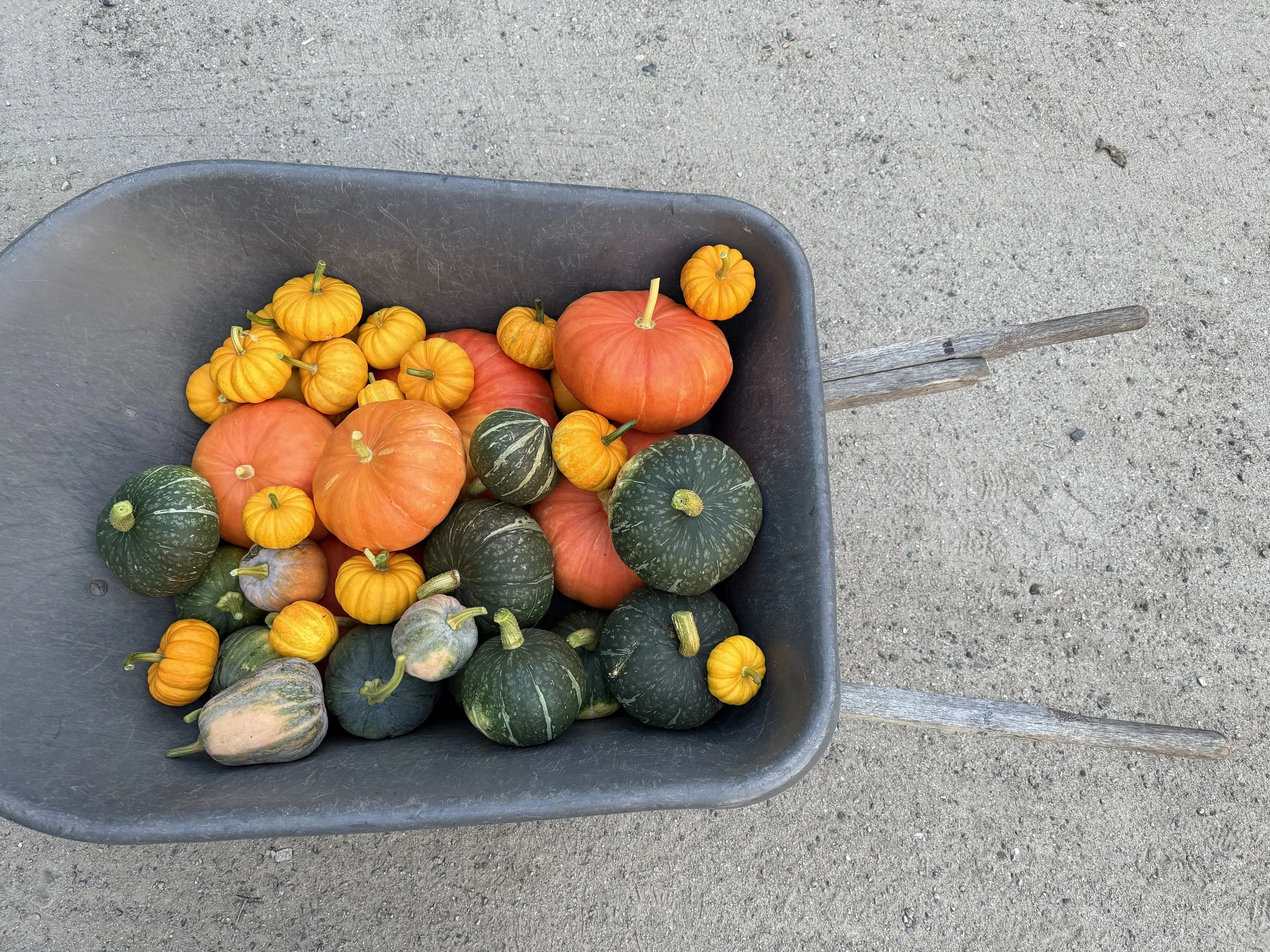 Wheelbarrow full of squash and pumpkins