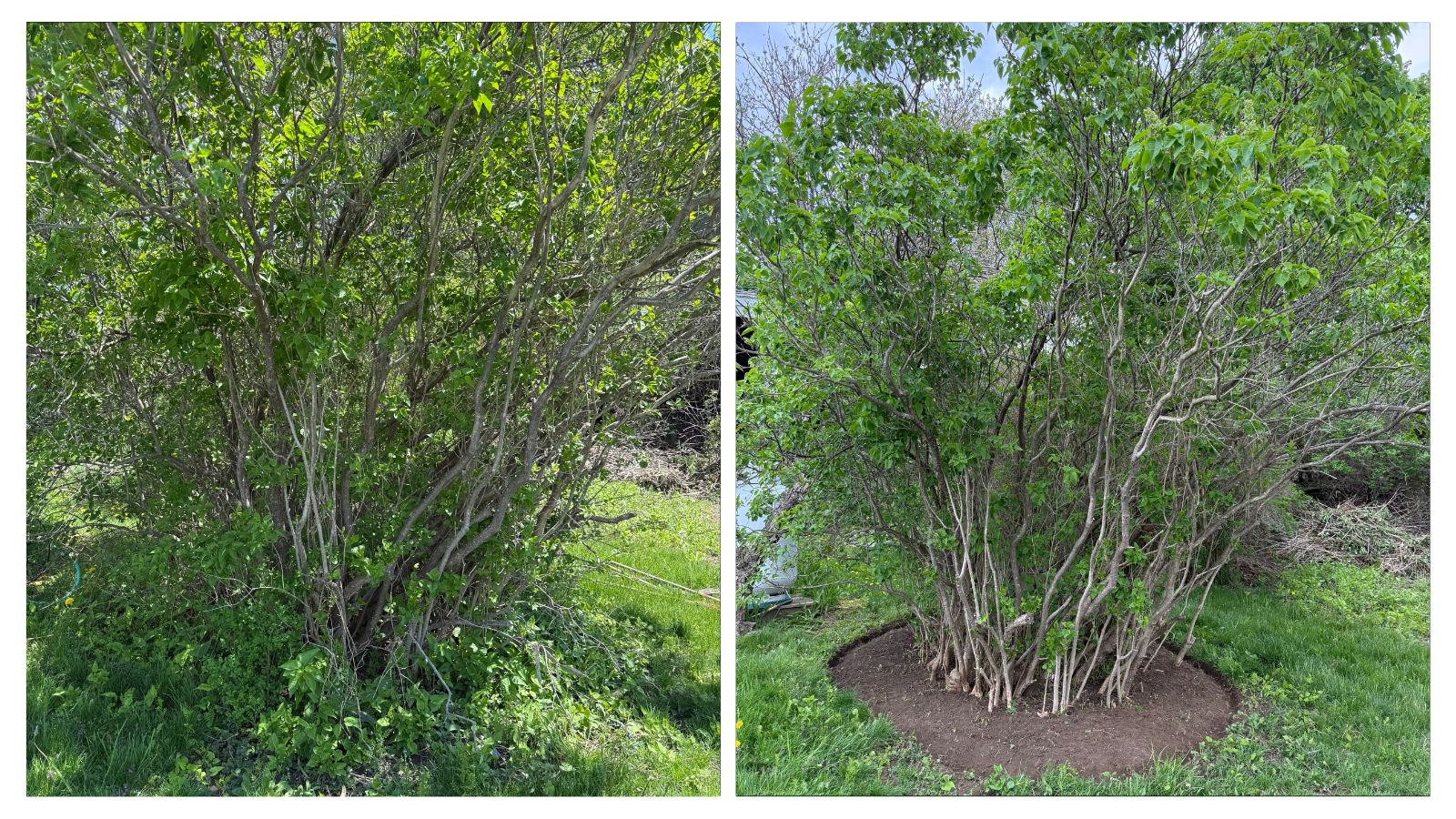 Little Diamond Island, ME; Ornamental Garden Clean-up Before+After 