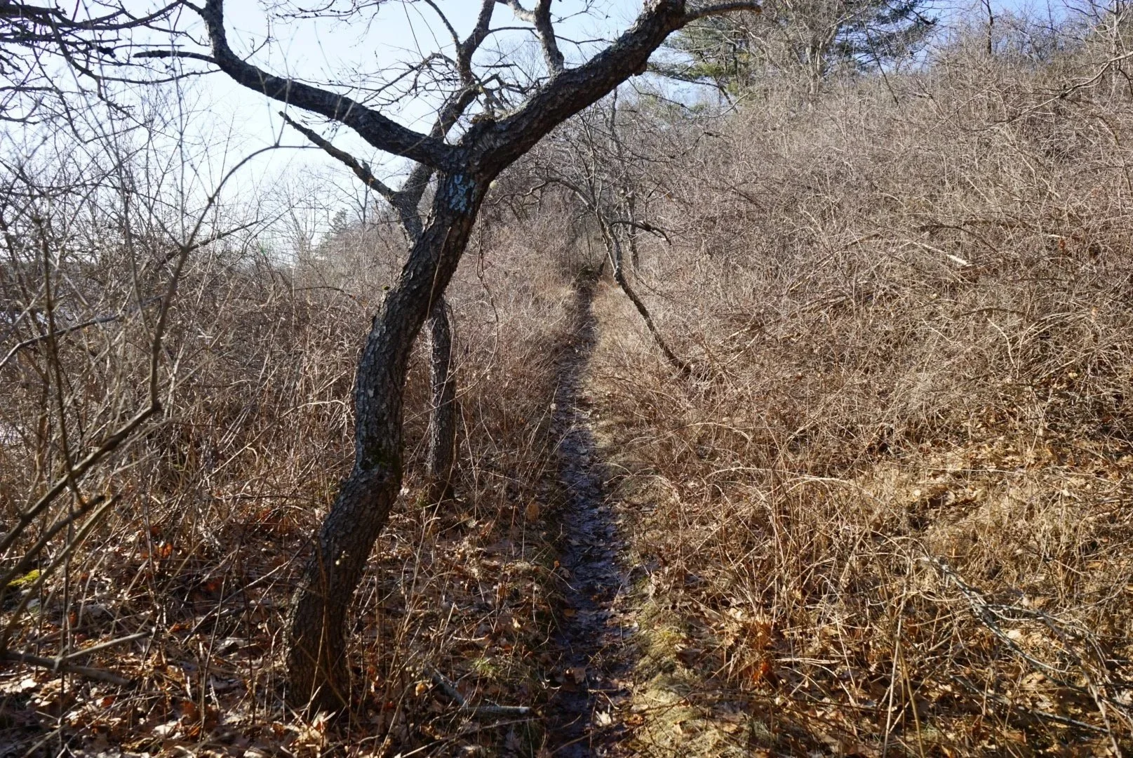 winter plant walk in Coastal Maine