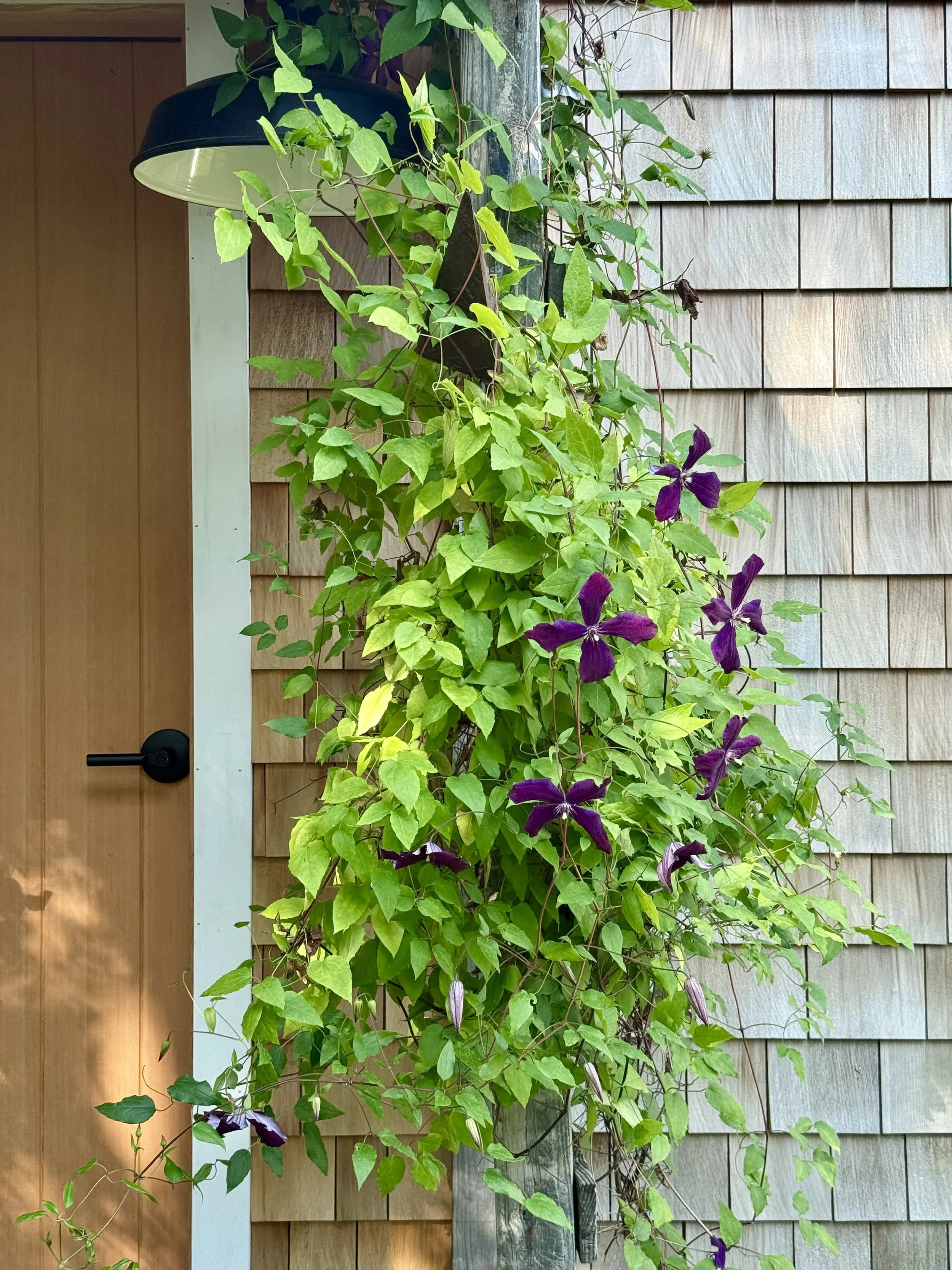 Clematis trailing alongside a new wooden door