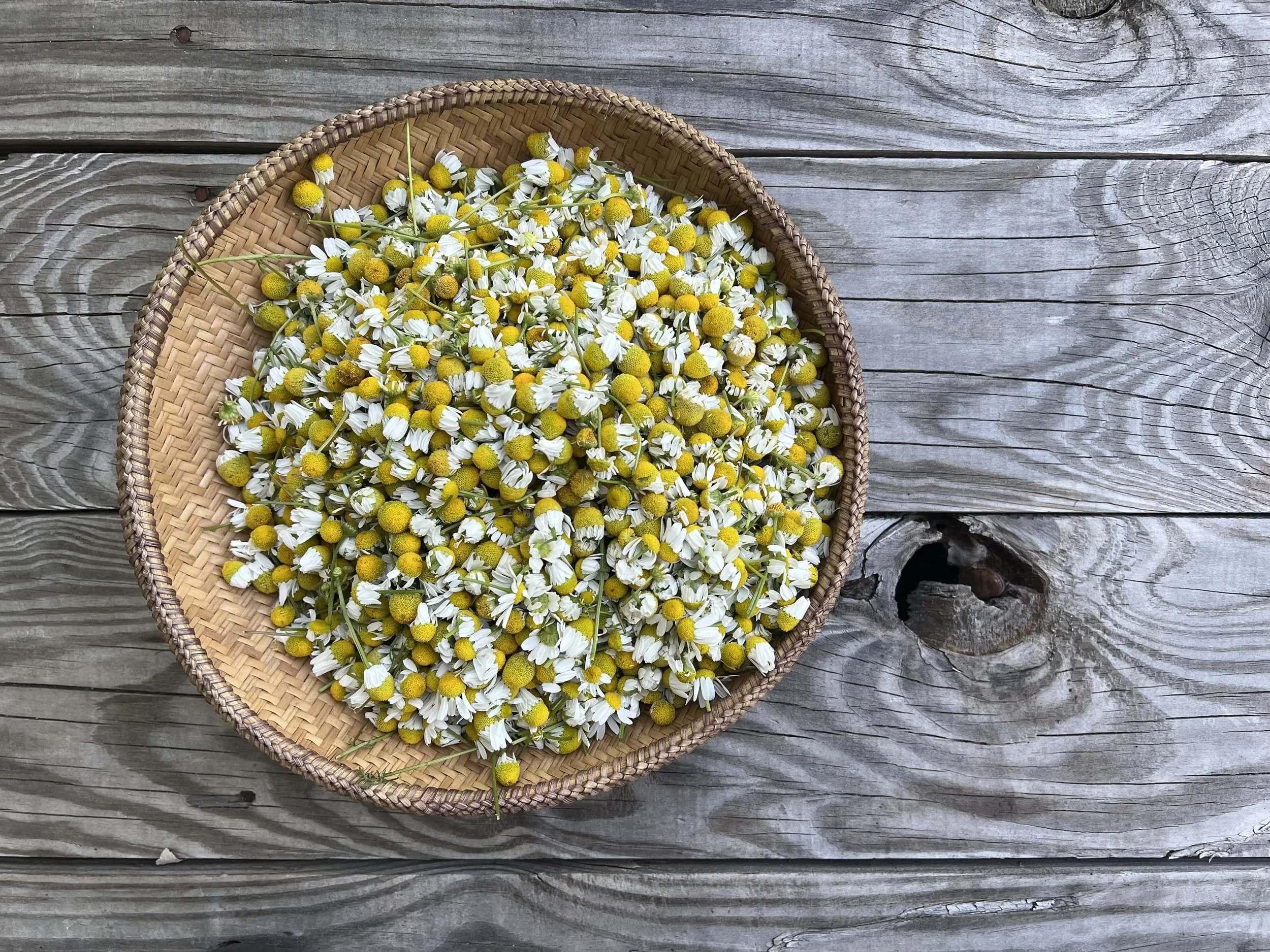 A woven basket filled with chamomile flowers on weathered wooden planks.