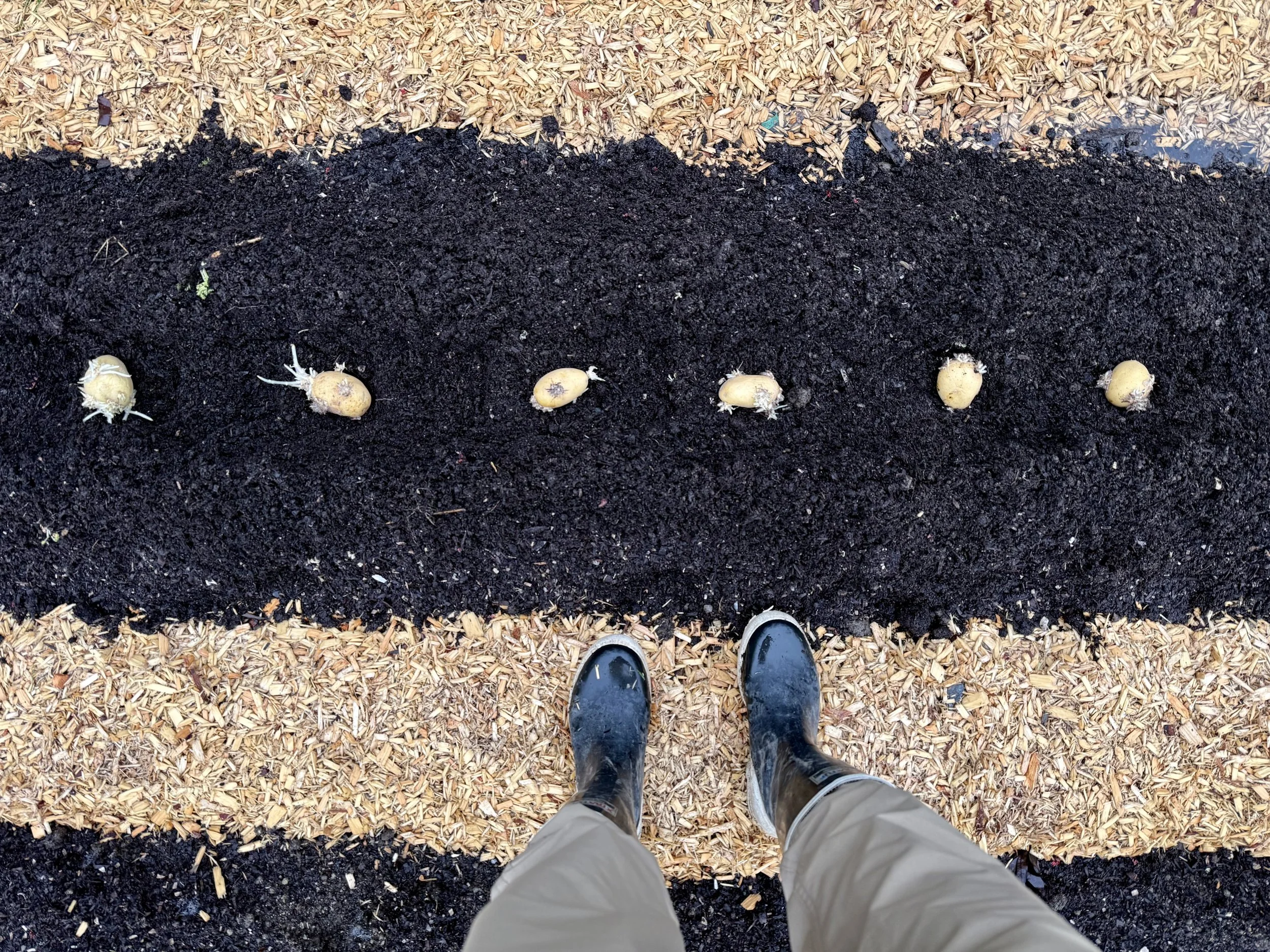 Potato planting in Scarborough Maine