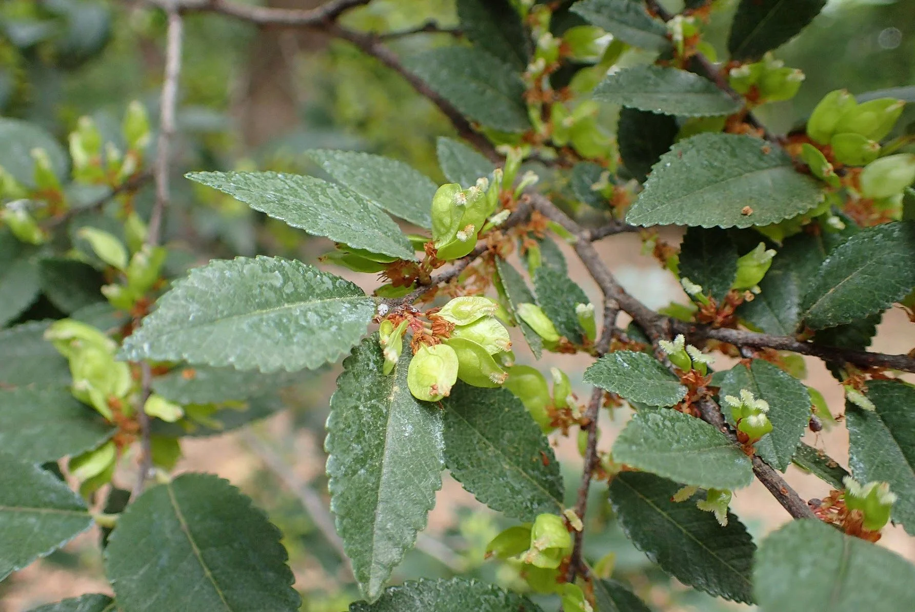 Chinese Elm Leaf.jpg