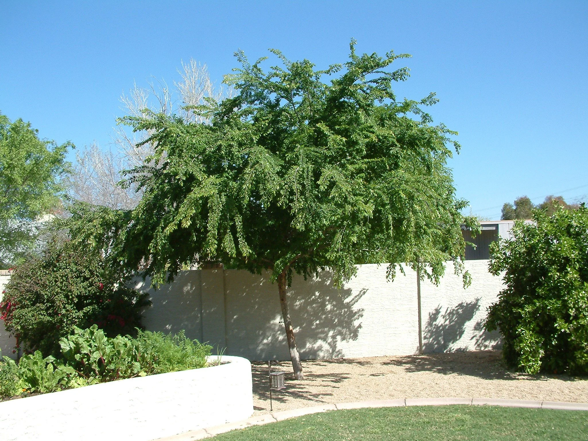 Chinese Elm.jpg